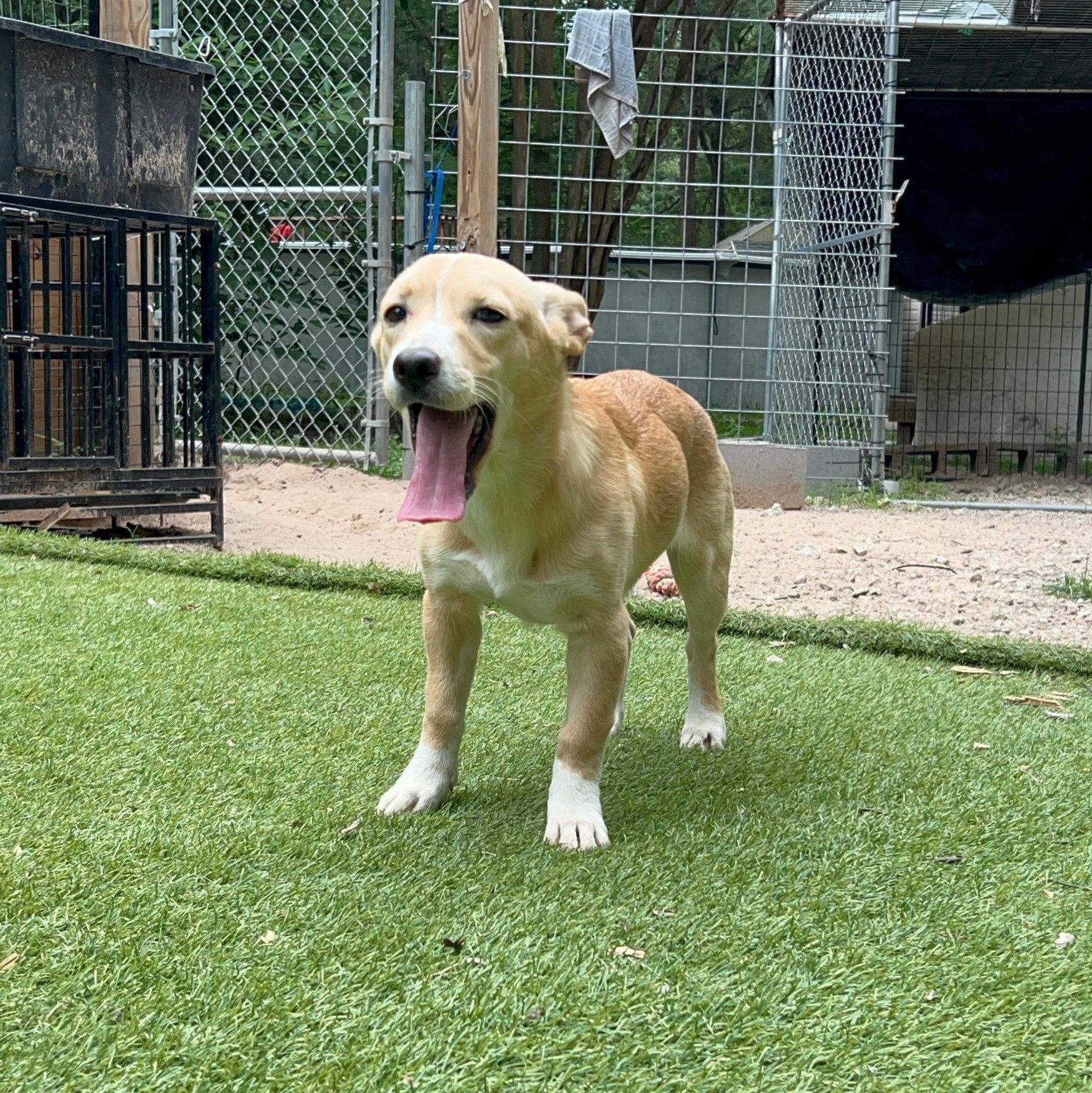 Enlarge Bambi, an adopted mixed breed in Magnolia, TX image 2/5