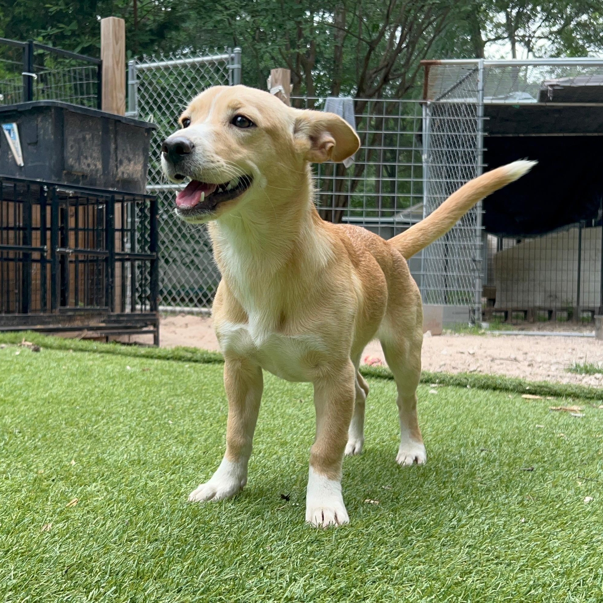Bambi, adopted, Young Female Terrier.