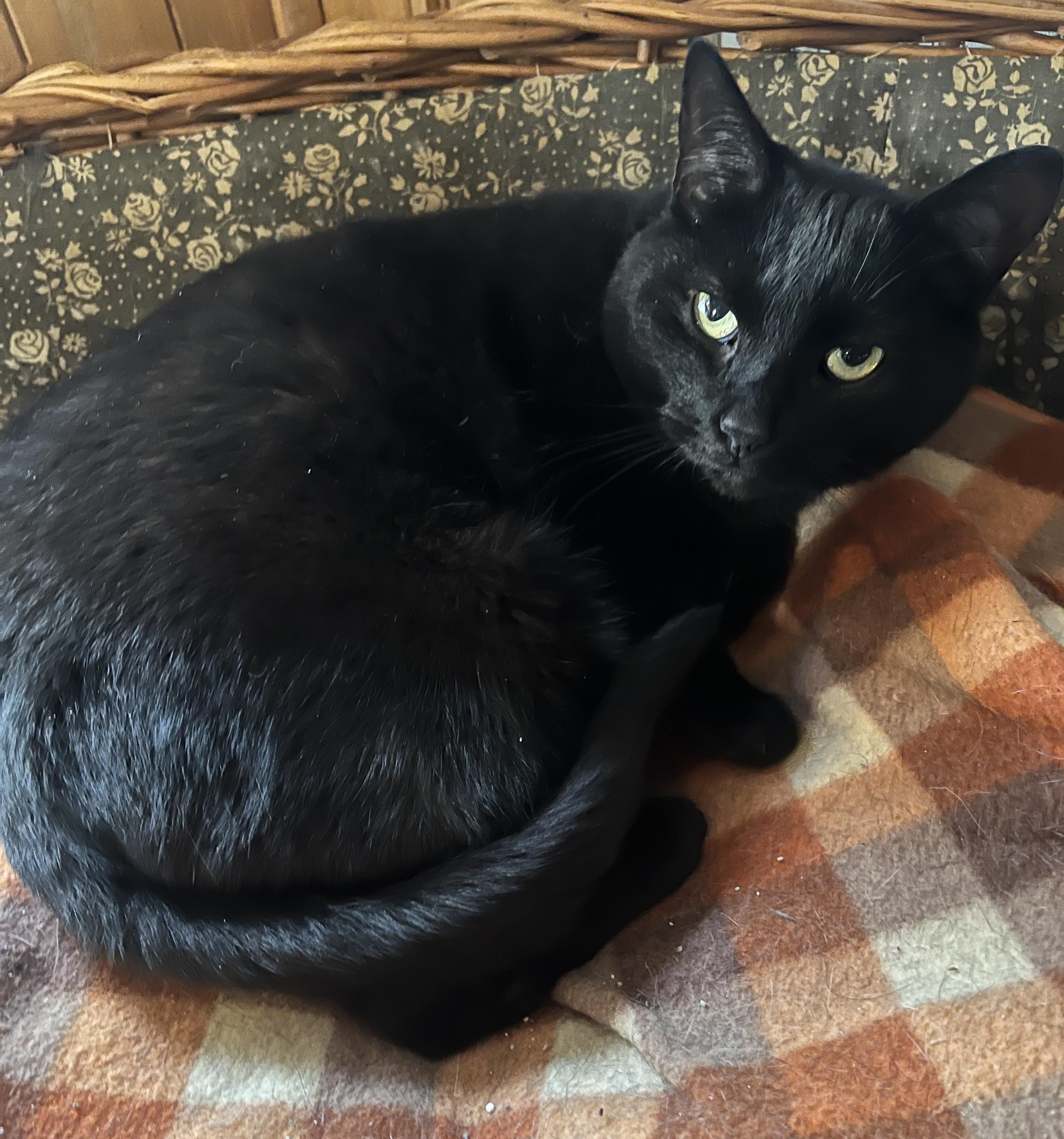 MAGALIE (CR/SC), a Adoptable Domestic Short Hair in Sainte-Angele-de-Monnoir, QC image 3/6