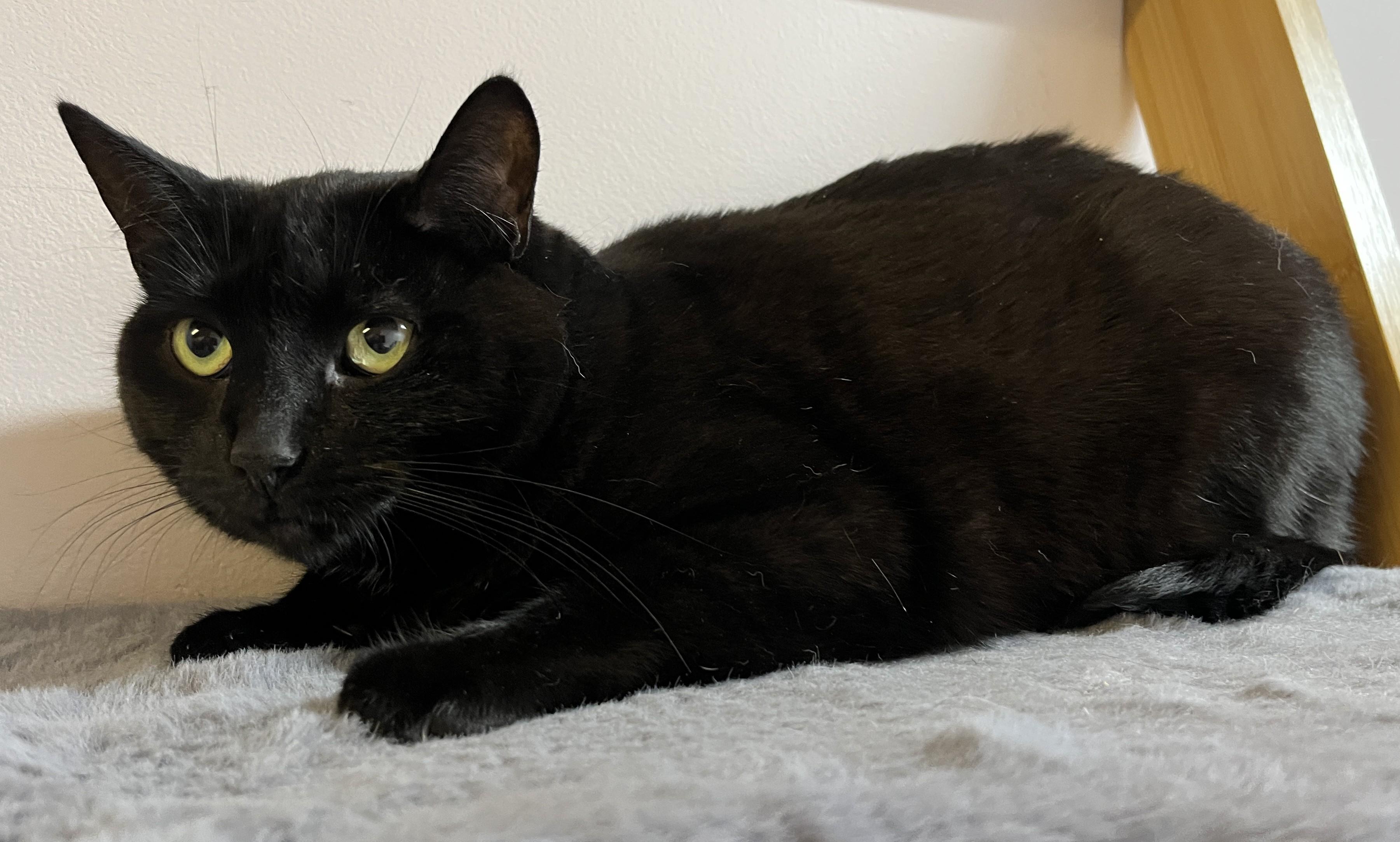 MAGALIE (CR/SC), a Adoptable Domestic Short Hair in Sainte-Angele-de-Monnoir, QC image 2/6