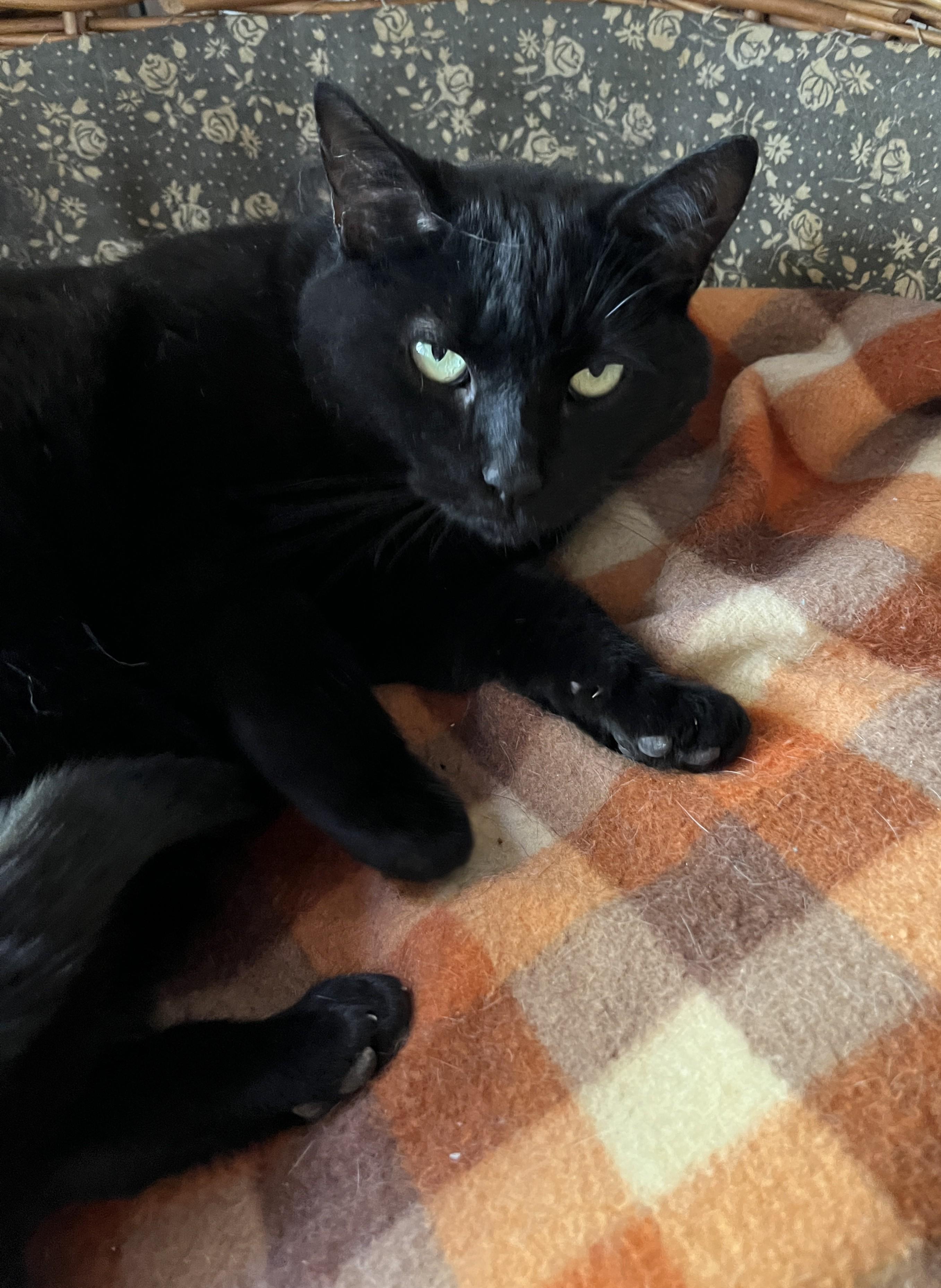 MAGALIE (CR/SC), a Adoptable Domestic Short Hair in Sainte-Angele-de-Monnoir, QC image 1/6