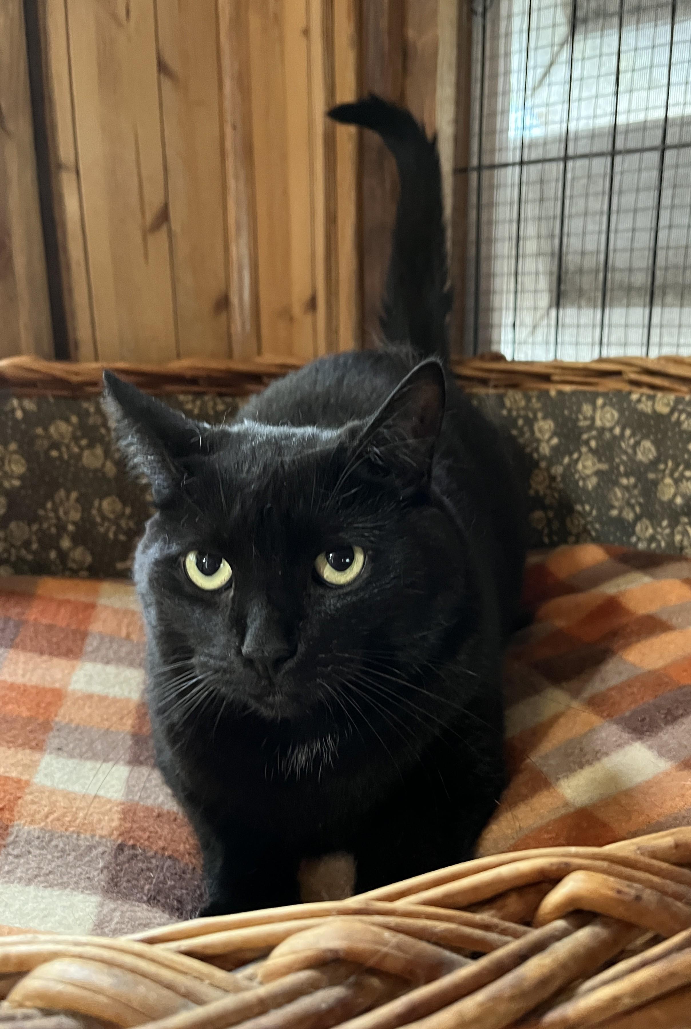 MAGALIE (CR/SC), a Adoptable Domestic Short Hair in Sainte-Angele-de-Monnoir, QC image 4/6