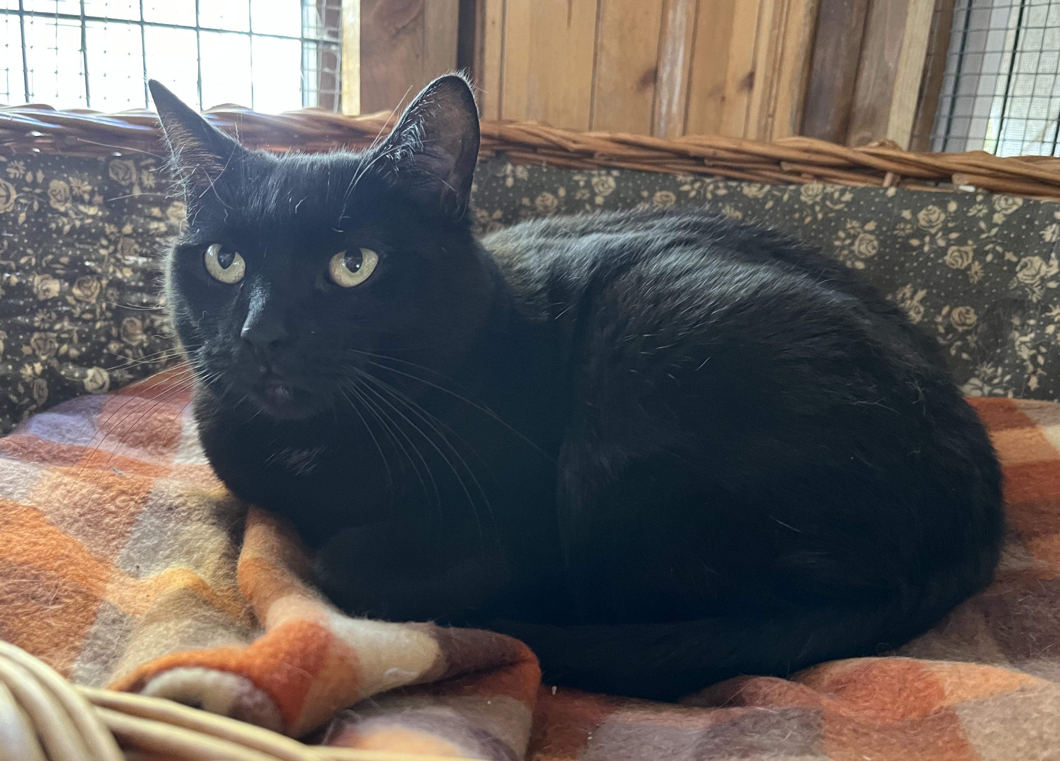 MAGALIE (CR/SC), a Adoptable Domestic Short Hair in Sainte-Angele-de-Monnoir, QC image 5/6