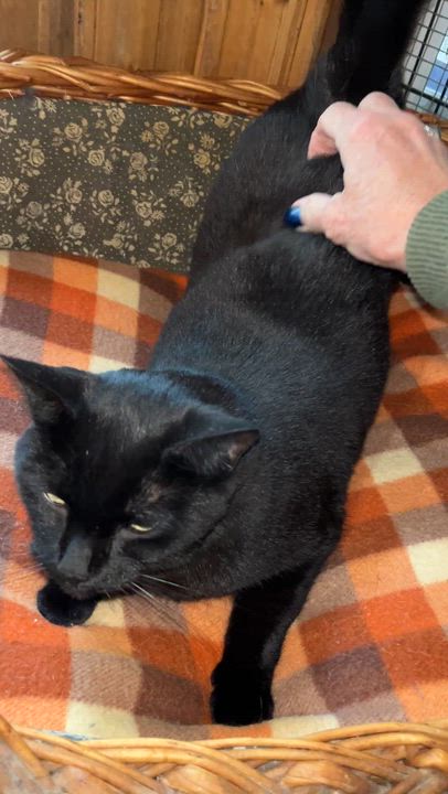 Enlarge MAGALIE (CR/SC), a Adoptable Domestic Short Hair in Sainte-Angele-de-Monnoir, QC video 6/6