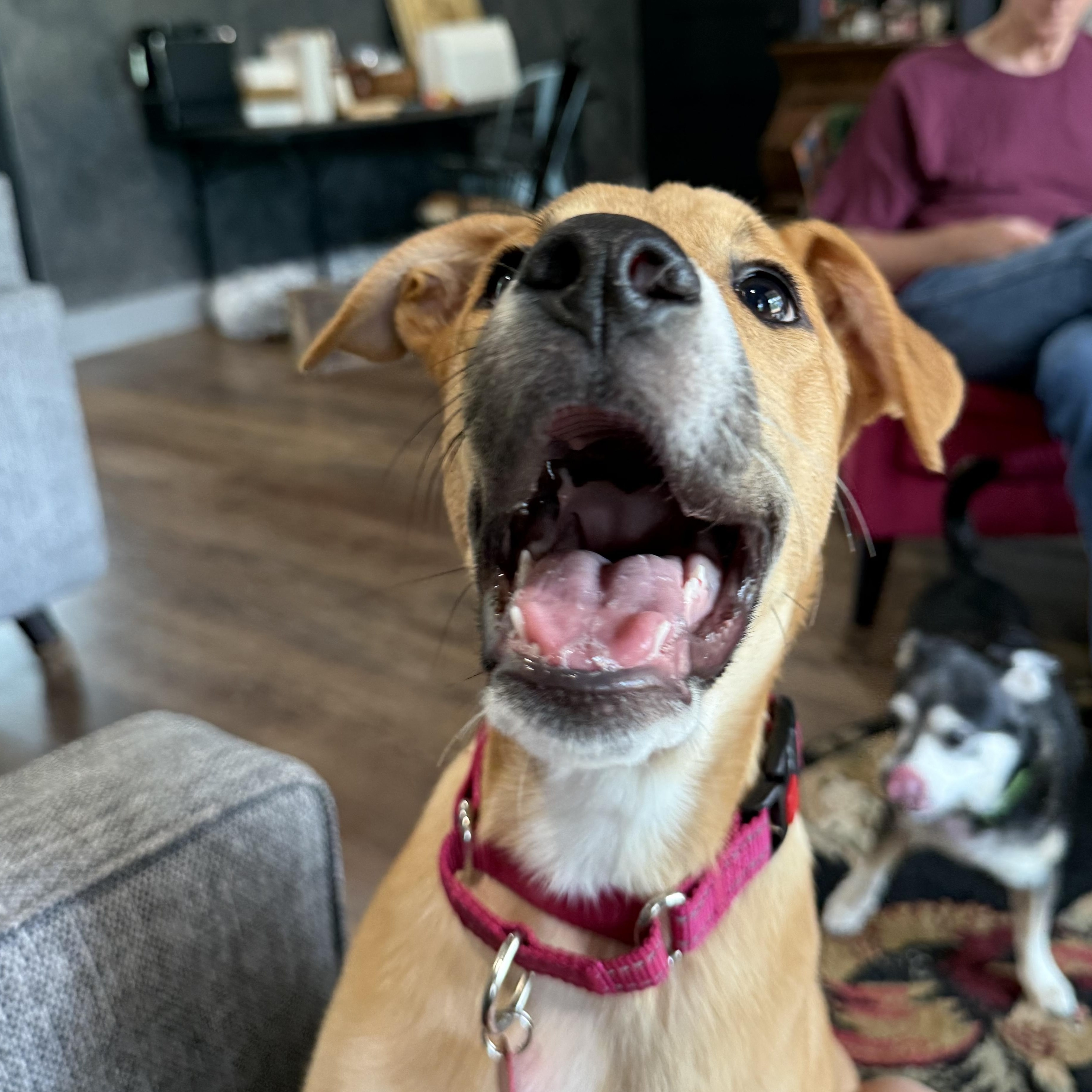 Sierra Mist, an adopted mixed breed in Seattle, WA image 1/6