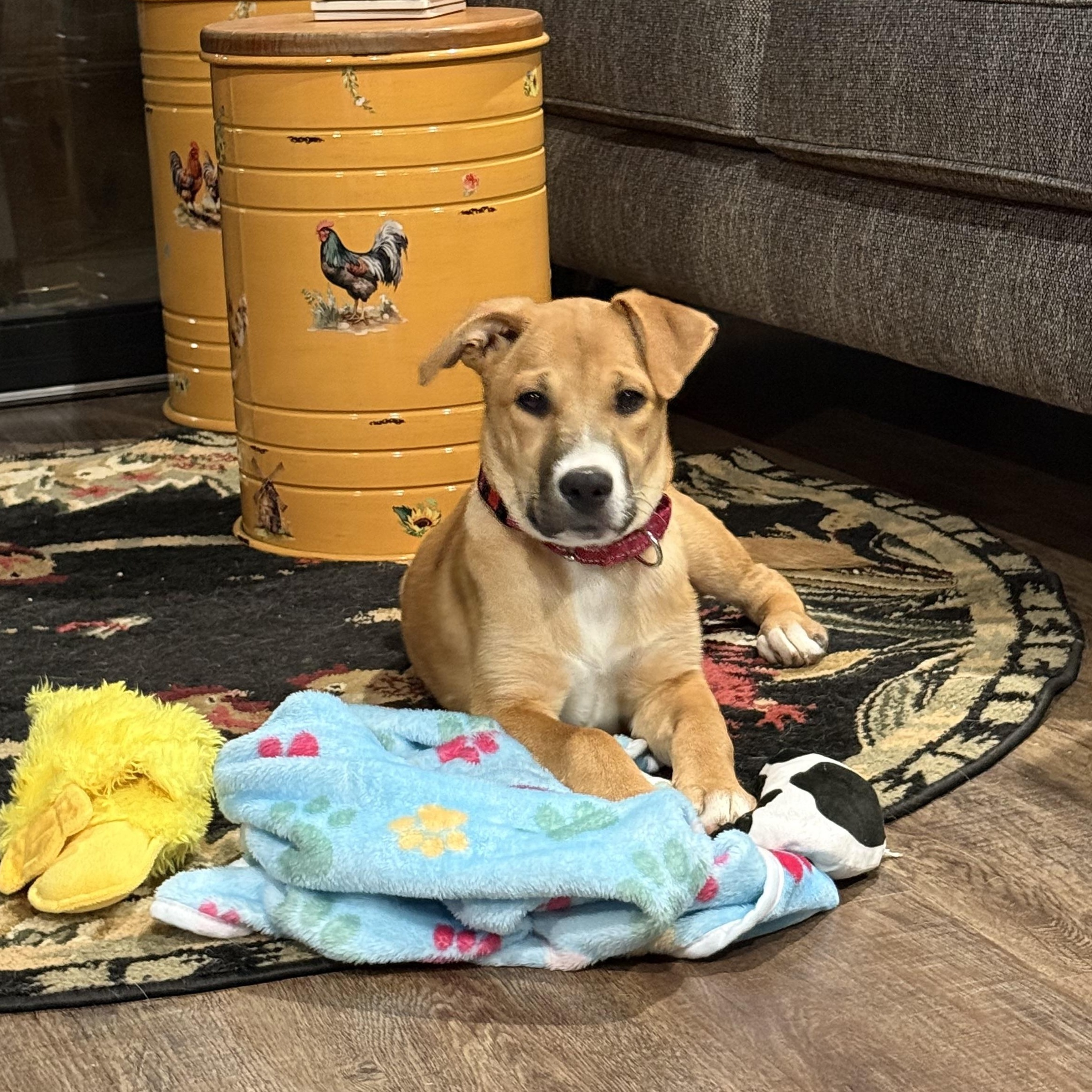 Sierra Mist, an adopted mixed breed in Seattle, WA image 5/6