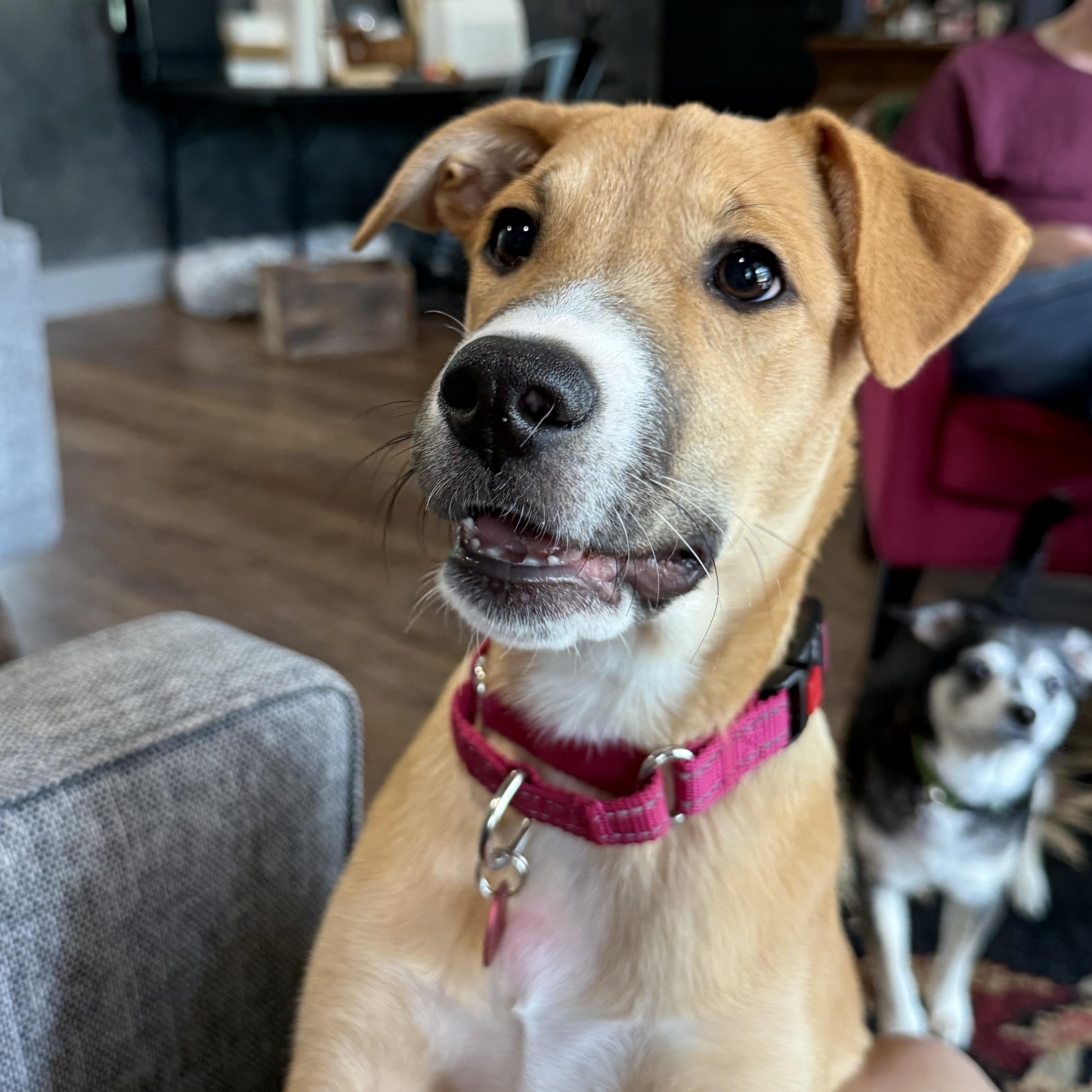 Sierra Mist, an adopted mixed breed in Seattle, WA image 3/6