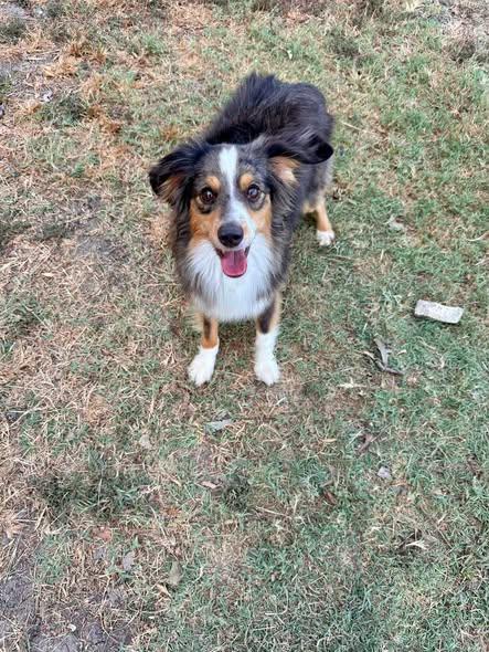 Deputy, Adoptable, Young Male Australian Shepherd.