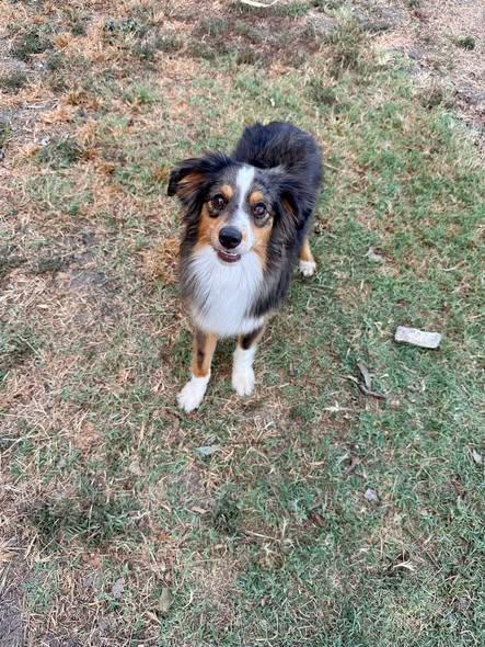 Enlarge Deputy, a Adoptable Australian Shepherd in Temple, TX image 2/5