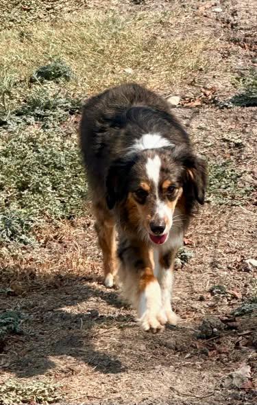 Enlarge Deputy, a Adoptable Australian Shepherd in Temple, TX image 3/5
