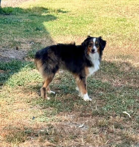 Enlarge Deputy, a Adoptable Australian Shepherd in Temple, TX image 4/5