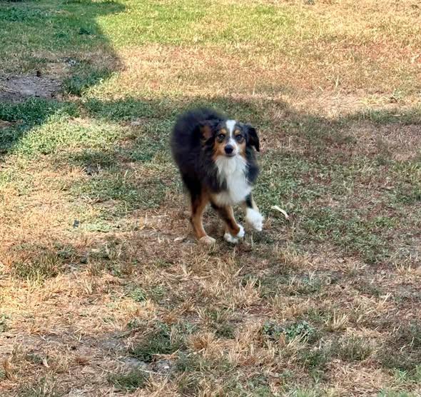 Enlarge Deputy, a Adoptable Australian Shepherd in Temple, TX image 5/5