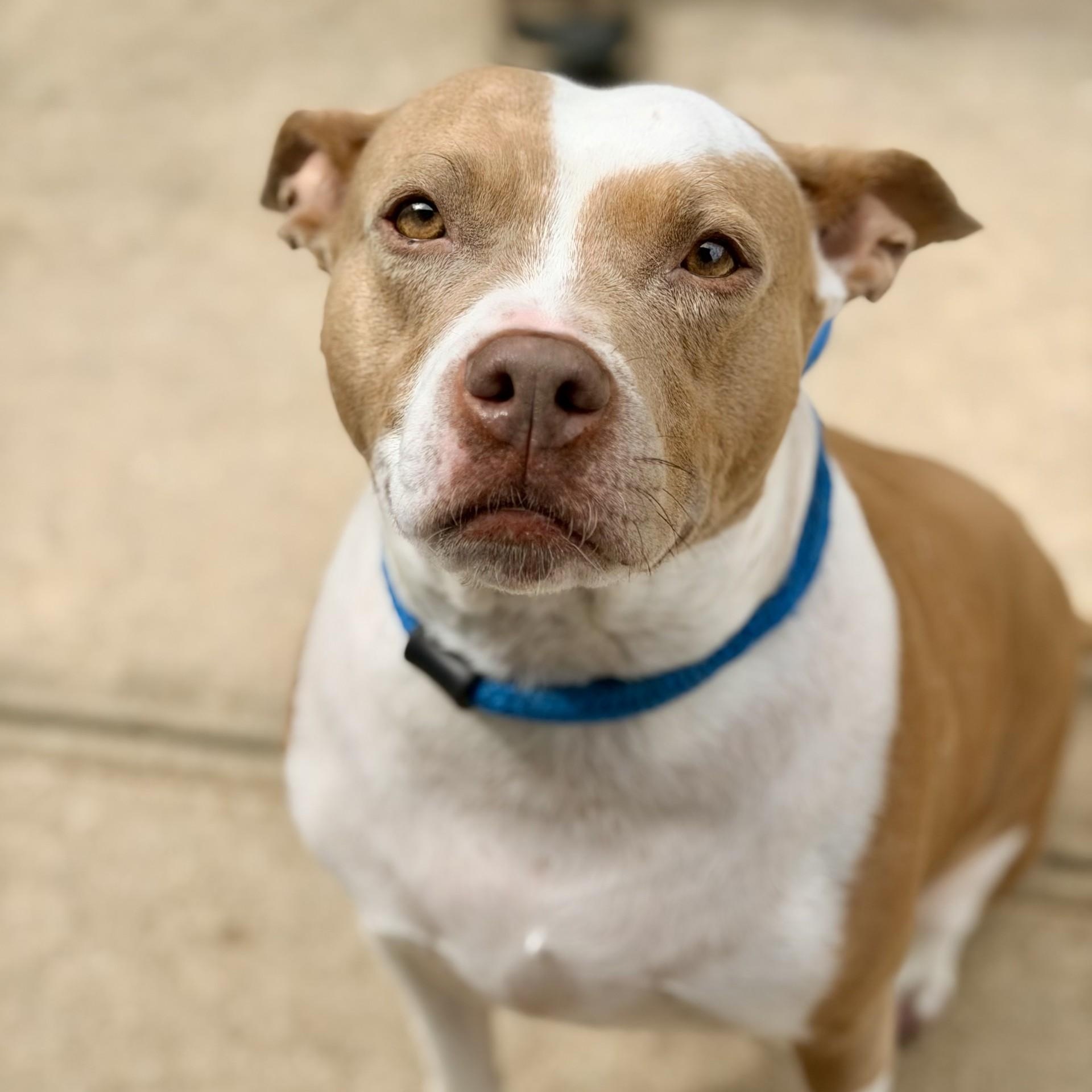 Enlarge Amber, a ADOPTABLE Pit Bull Terrier in Jackson, NJ image 3/6