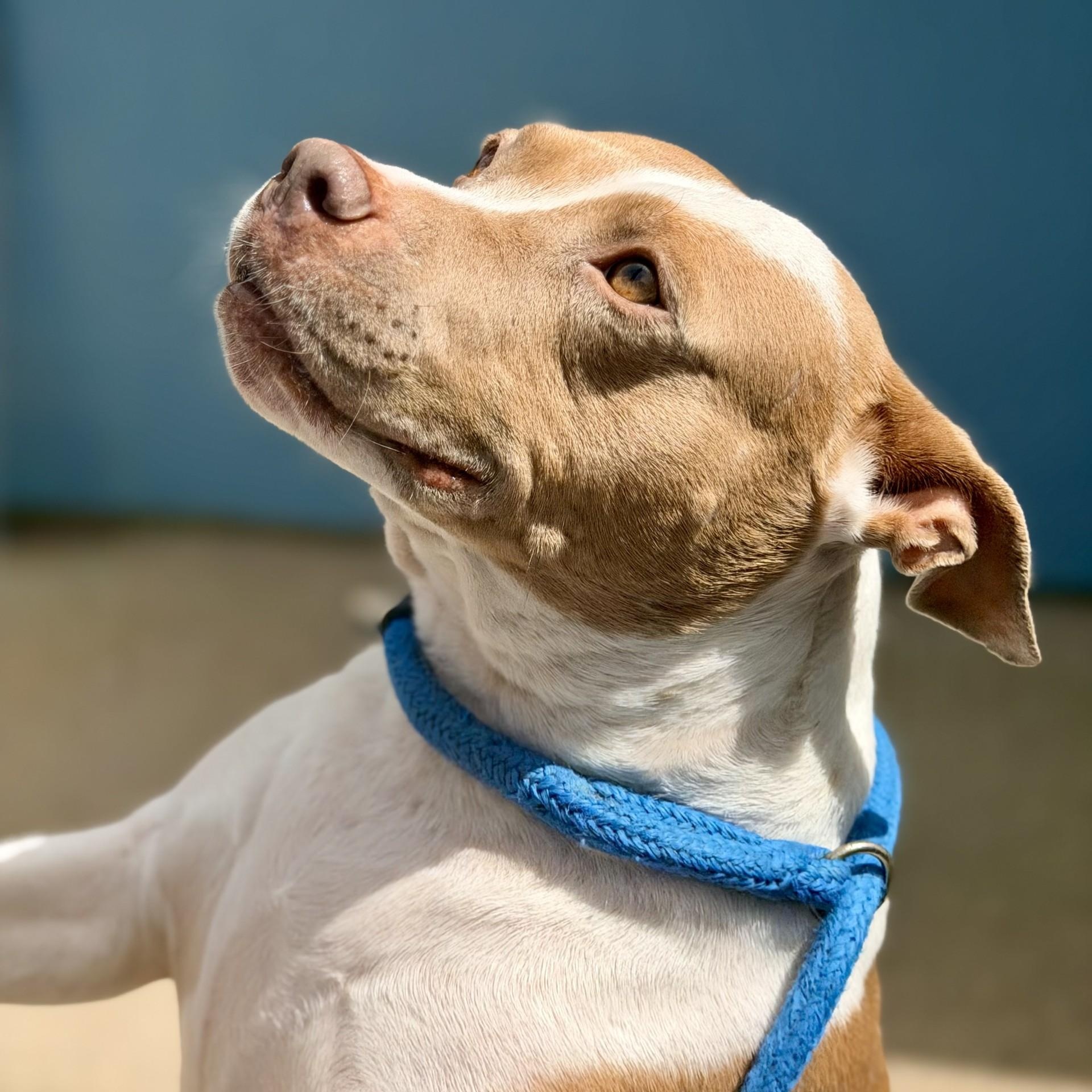 Amber, ADOPTABLE, Adult Female Pit Bull Terrier.