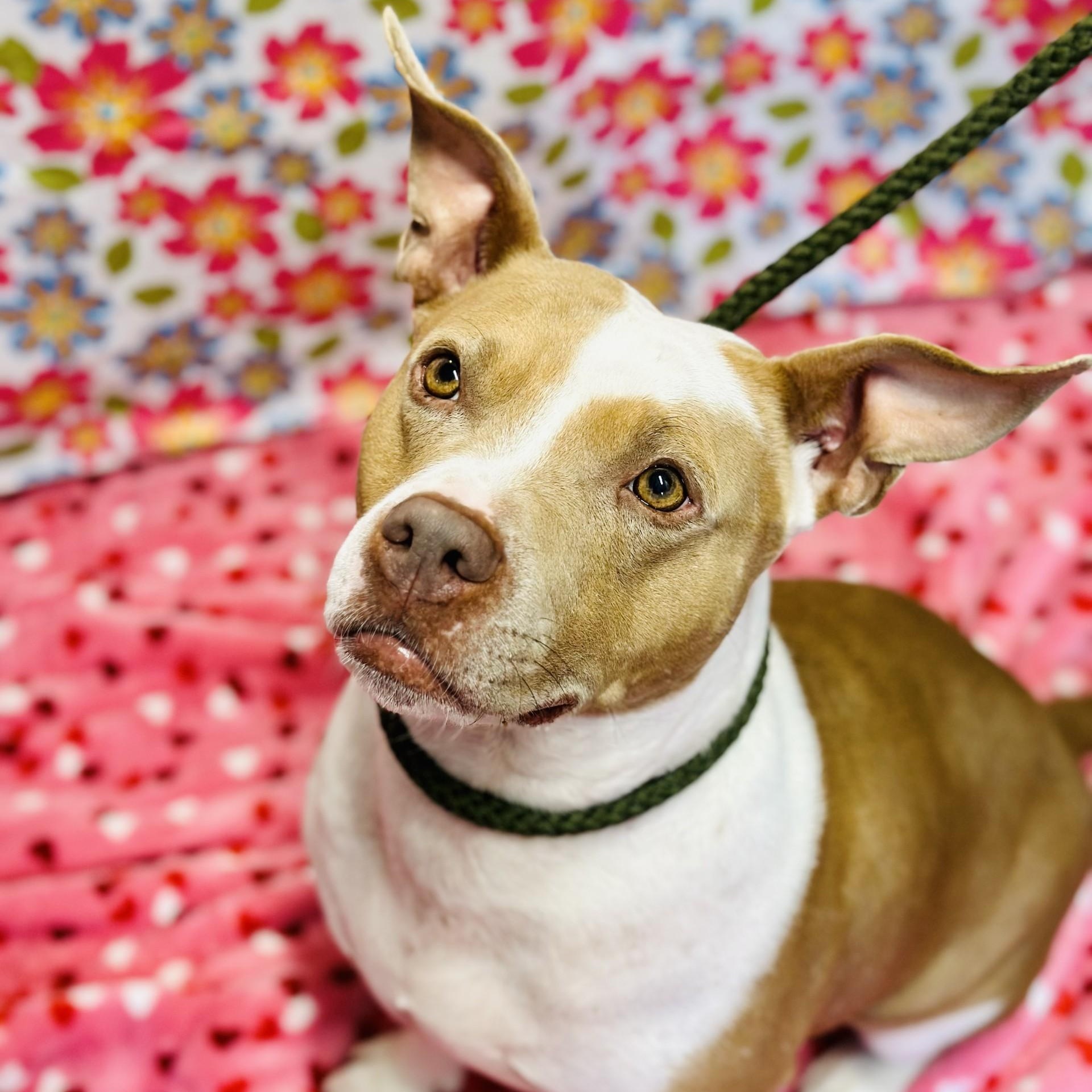 Amber, a ADOPTABLE Pit Bull Terrier in Jackson, NJ image 2/4