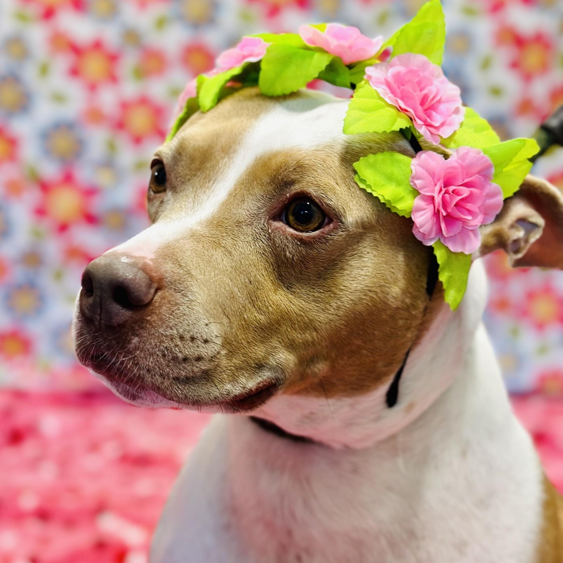 Amber, ADOPTABLE, Adult Female Pit Bull Terrier.