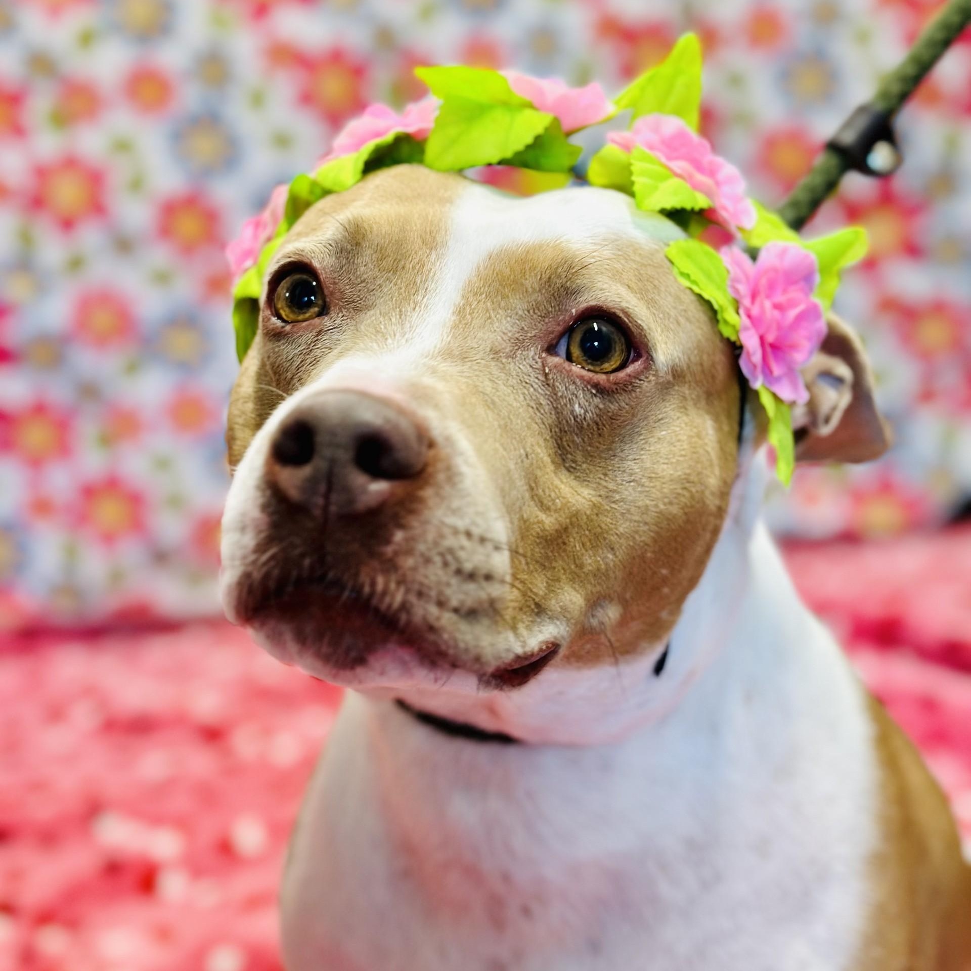Amber, a ADOPTABLE Pit Bull Terrier in Jackson, NJ image 4/4