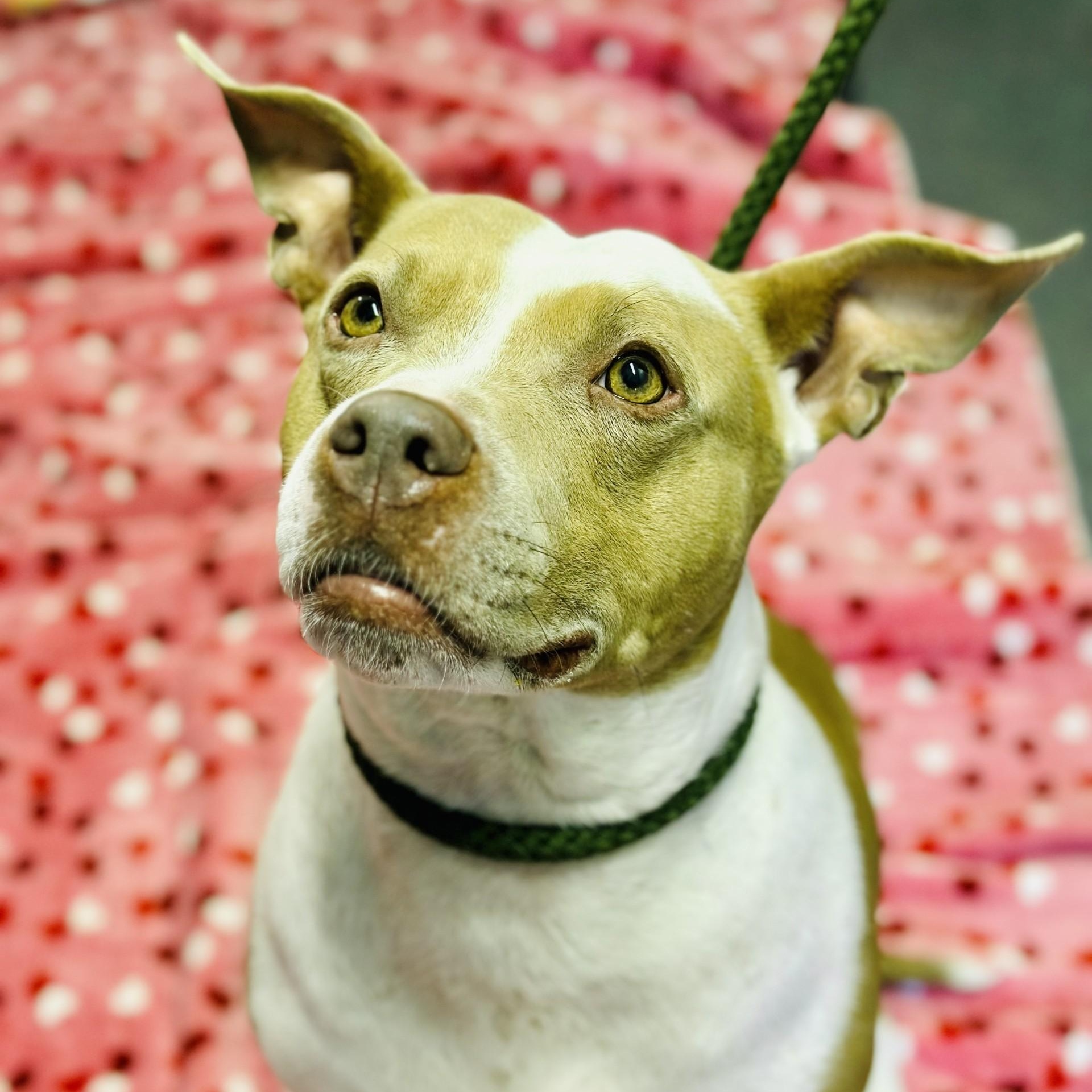 Amber, a ADOPTABLE Pit Bull Terrier in Jackson, NJ image 3/4
