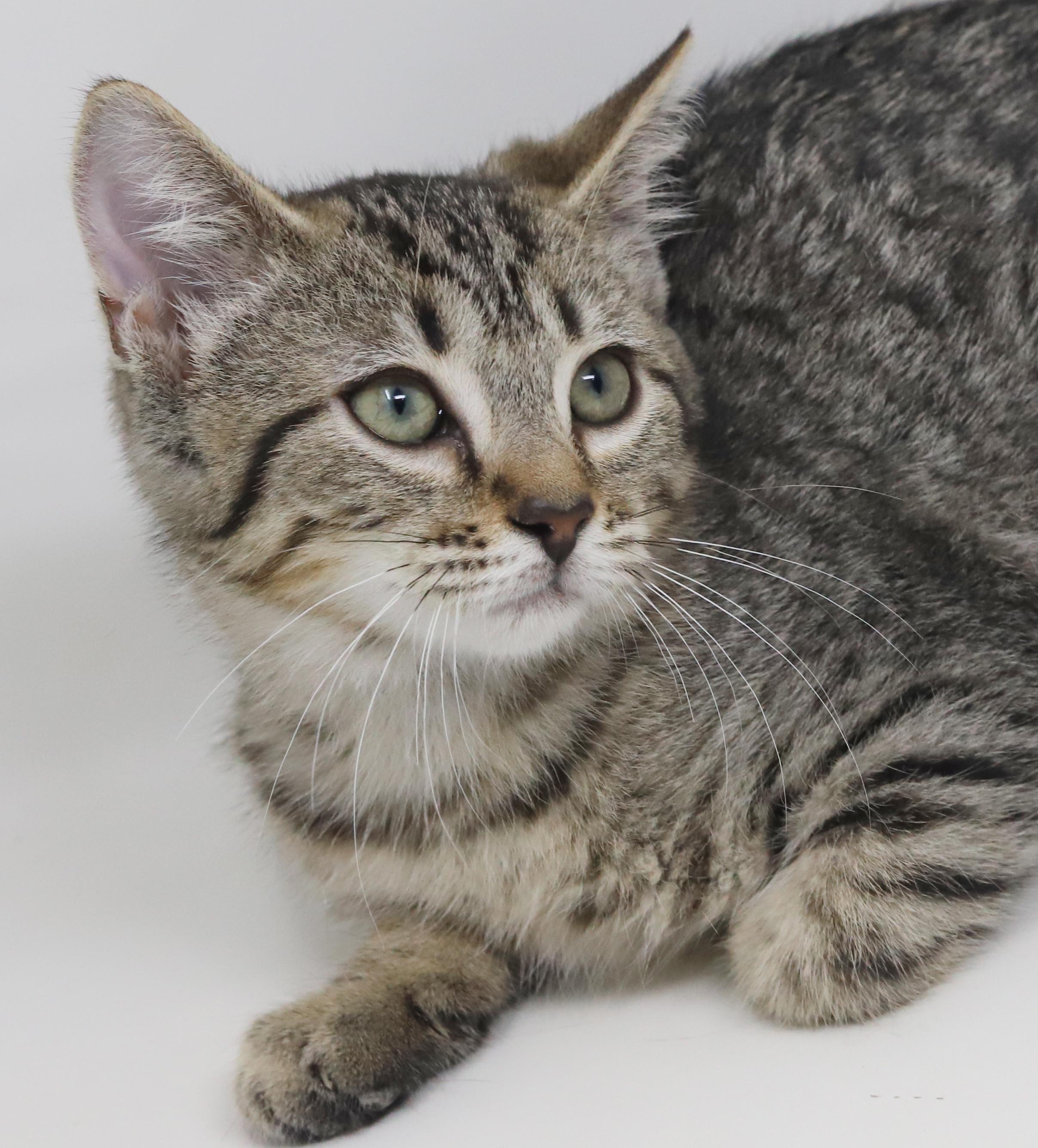Camaro cannot be any sweeter or cuter! CAN BE SOLO cat! - VIDEO