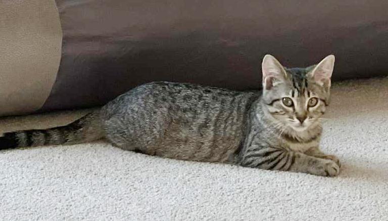 Camaro cannot be any sweeter or cuter! CAN BE SOLO cat! - VIDEO