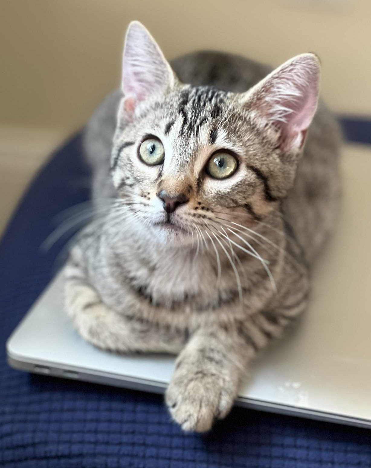 Camaro cannot be any sweeter or cuter! CAN BE SOLO cat! - VIDEO