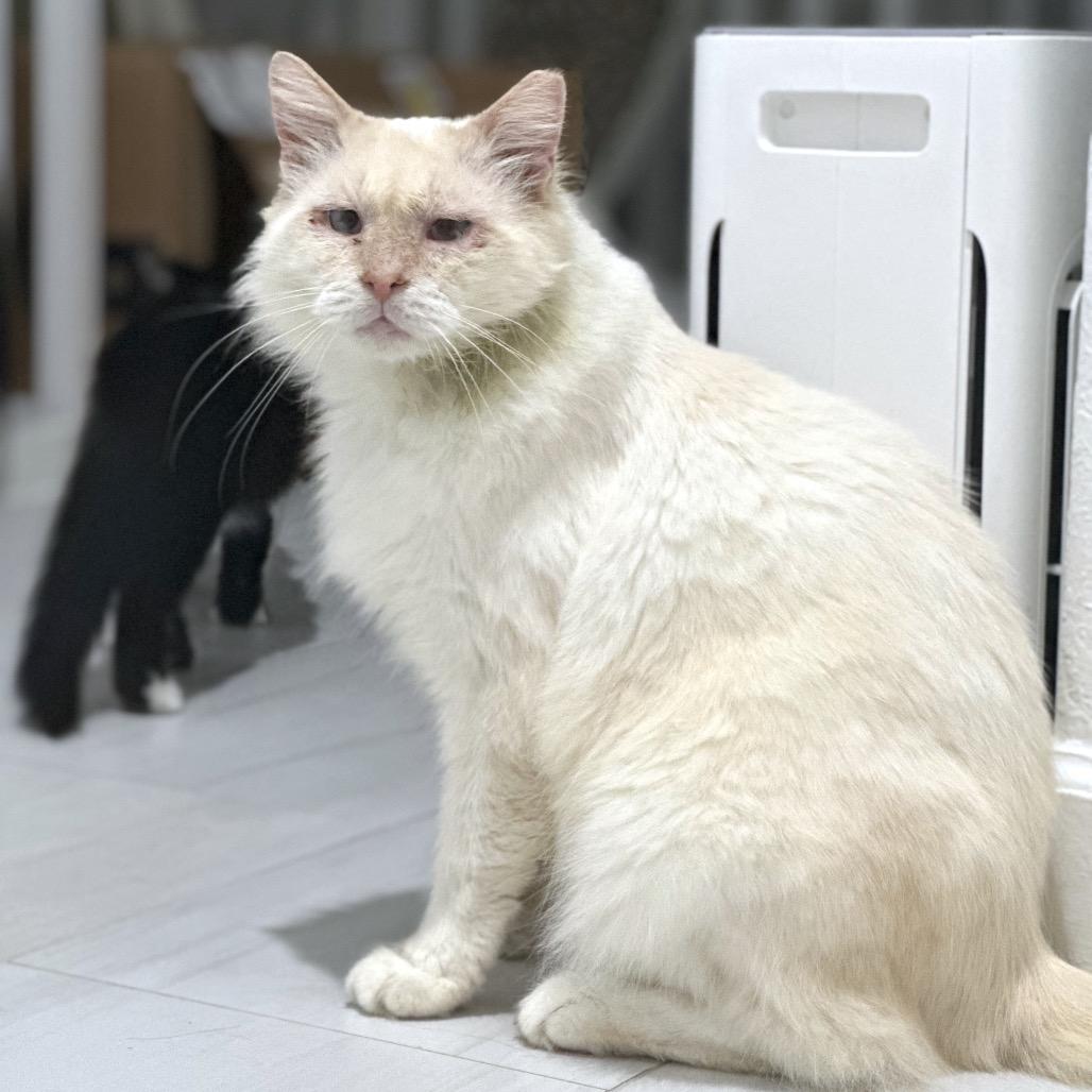 Olaf (FIV), Adoptable, Adult Male Domestic Long Hair & Maine Coon.
