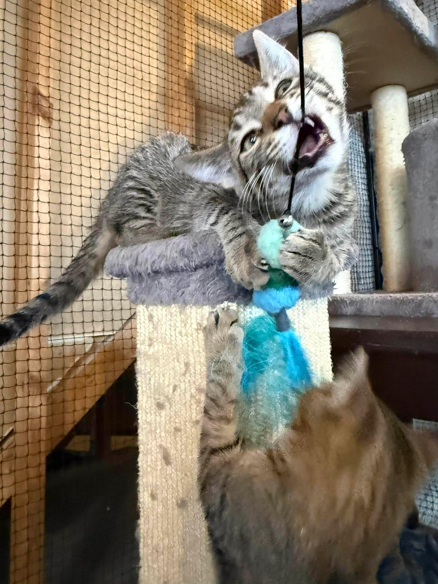 Taz, a ADOPTABLE Domestic Short Hair in Shakopee, MN image 3/4