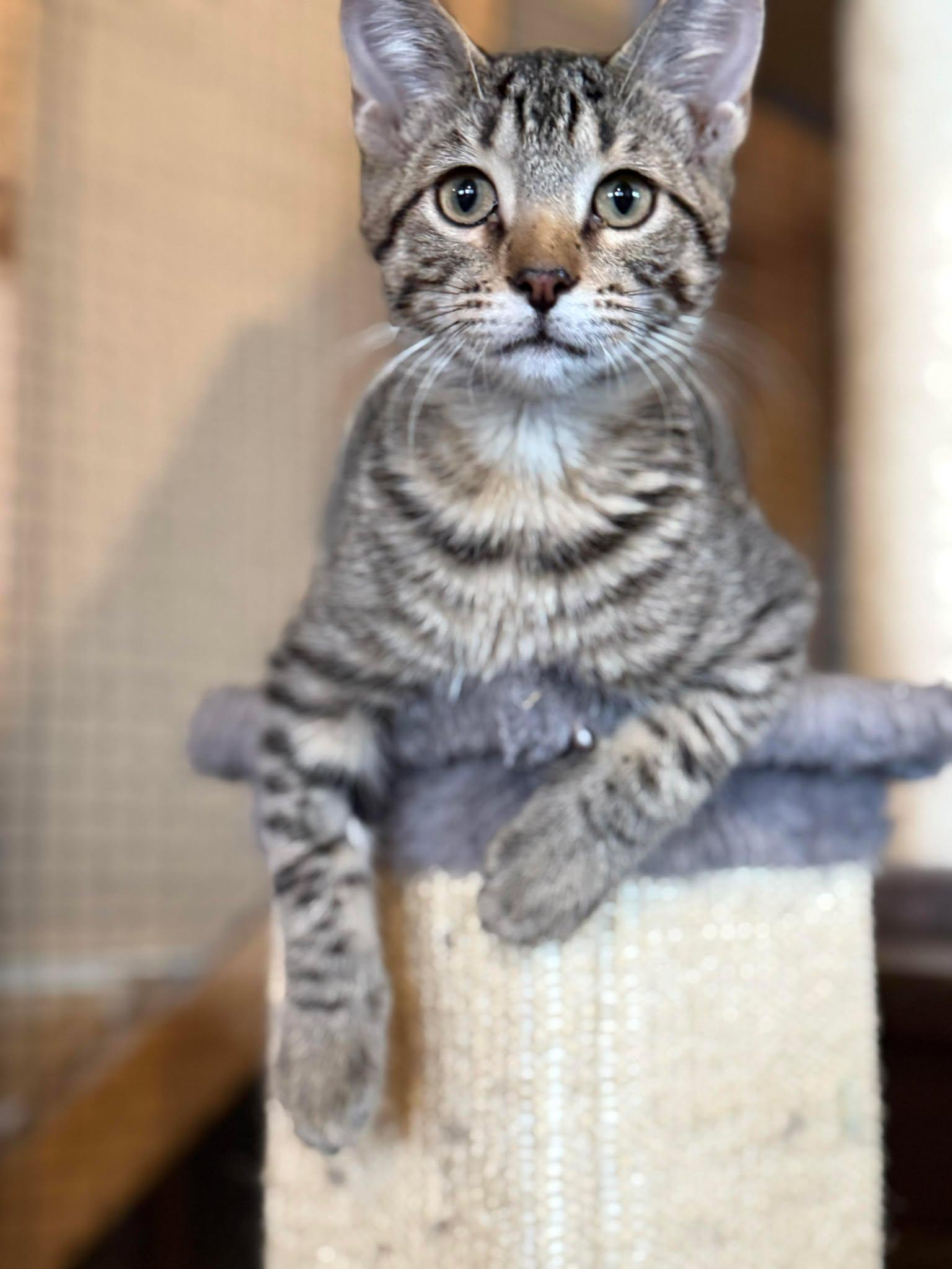 Taz, ADOPTABLE, Kitten Male Domestic Short Hair.