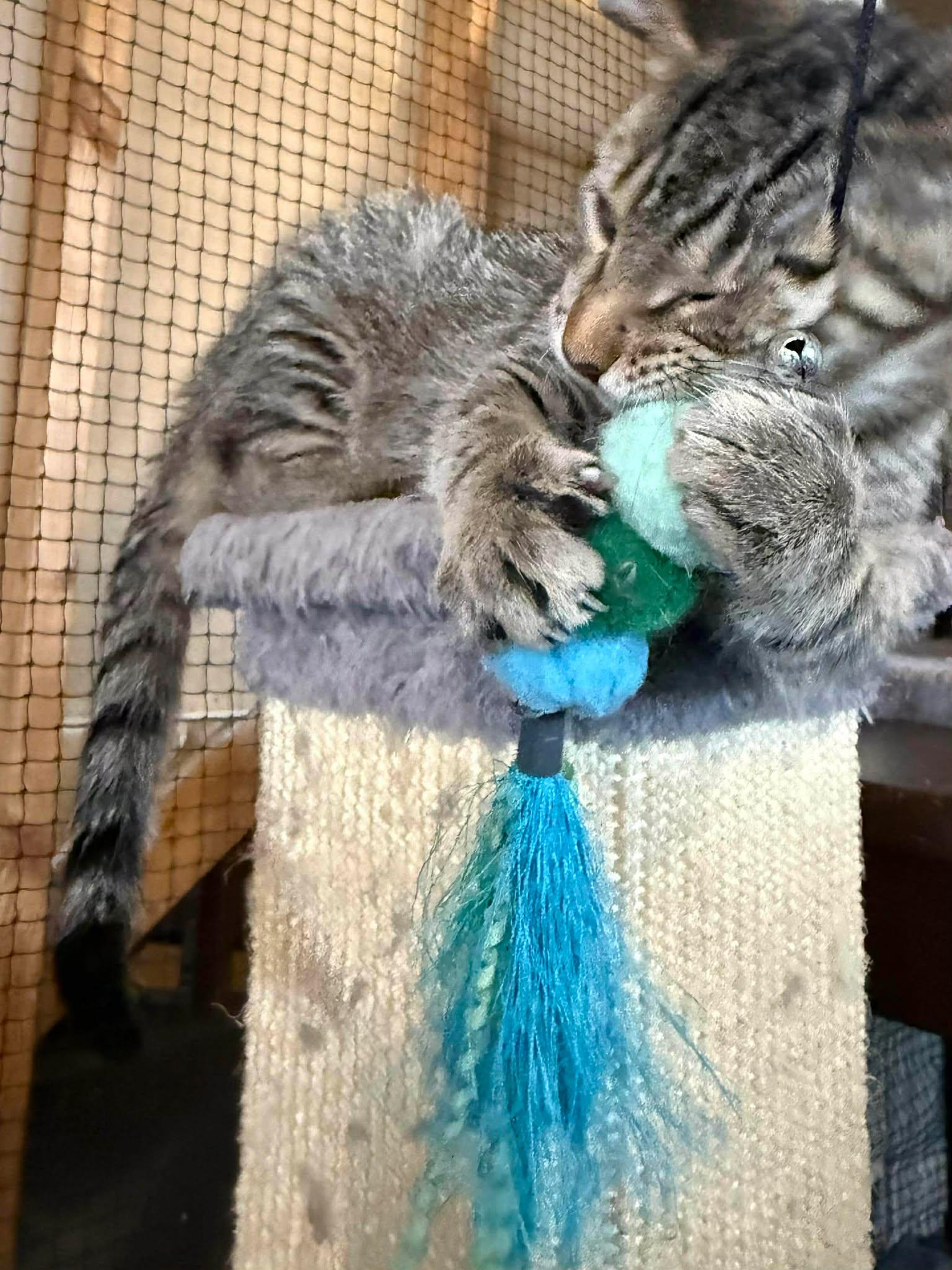 Taz, a ADOPTABLE Domestic Short Hair in Shakopee, MN image 4/4