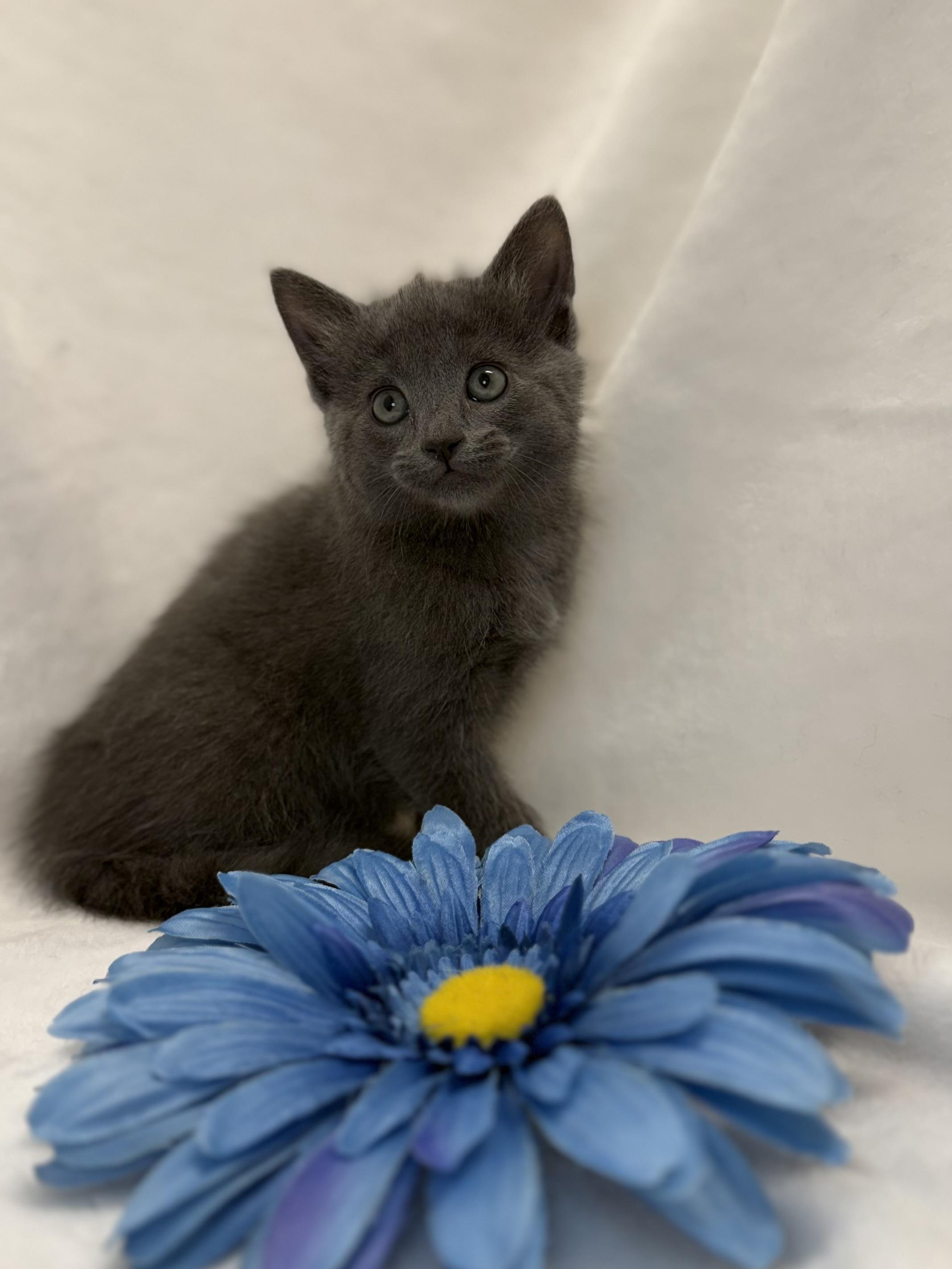 Isolde, a ADOPTABLE Domestic Short Hair in Greensboro, NC image 1/2