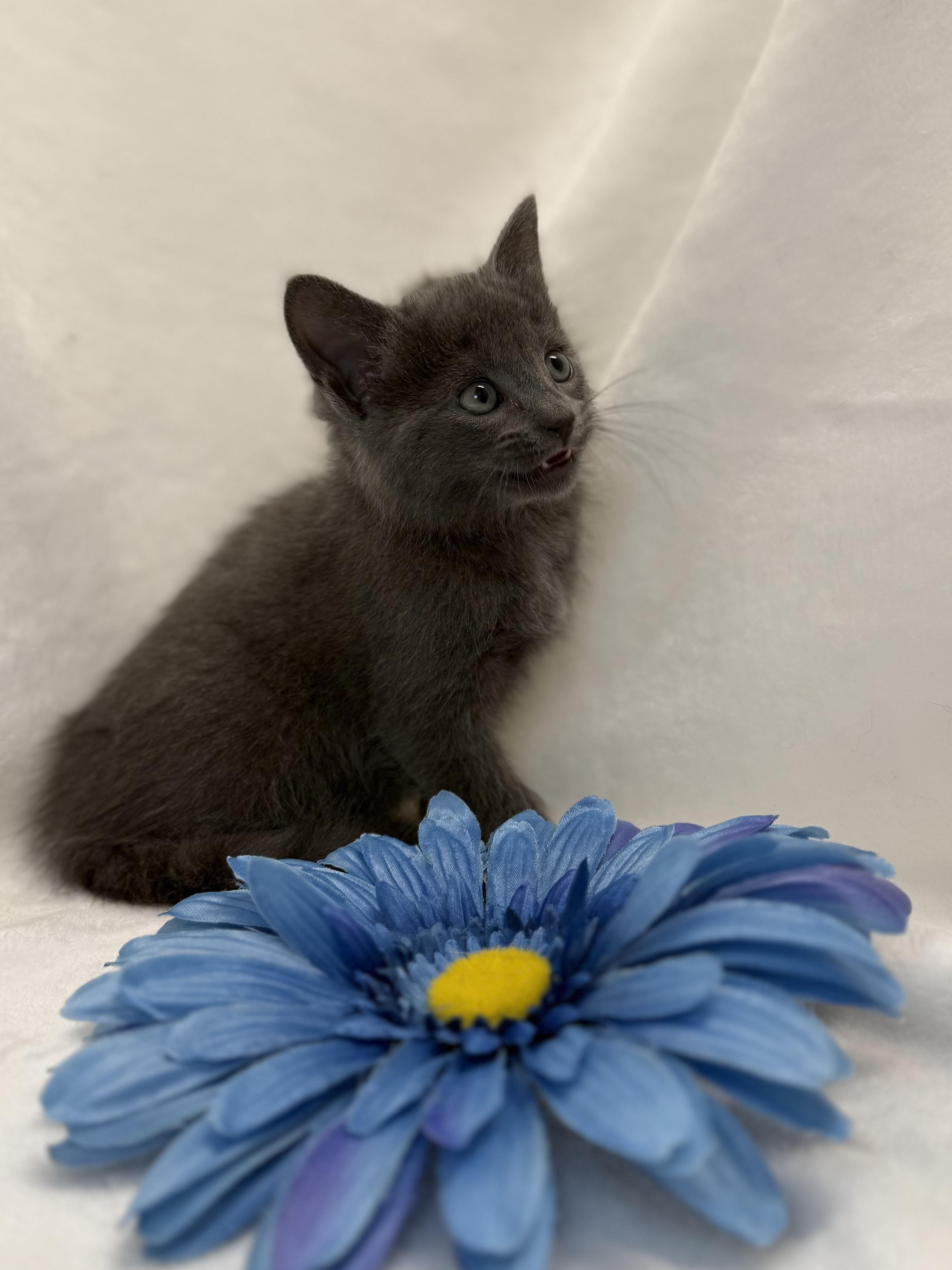 Isolde, a ADOPTABLE Domestic Short Hair in Greensboro, NC image 2/2