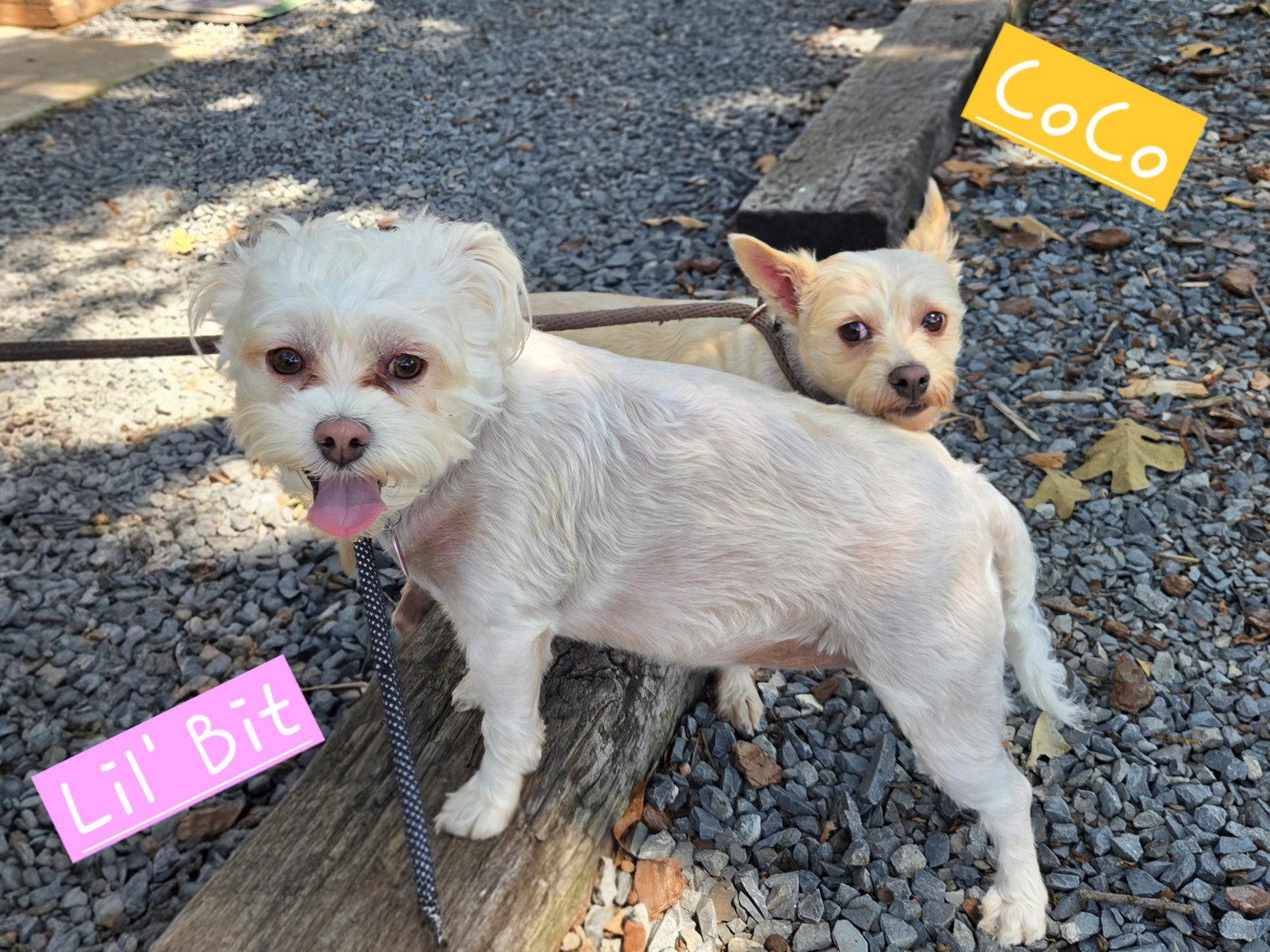 CoCo, Adoptable, Adult Female Maltese & Yorkshire Terrier.