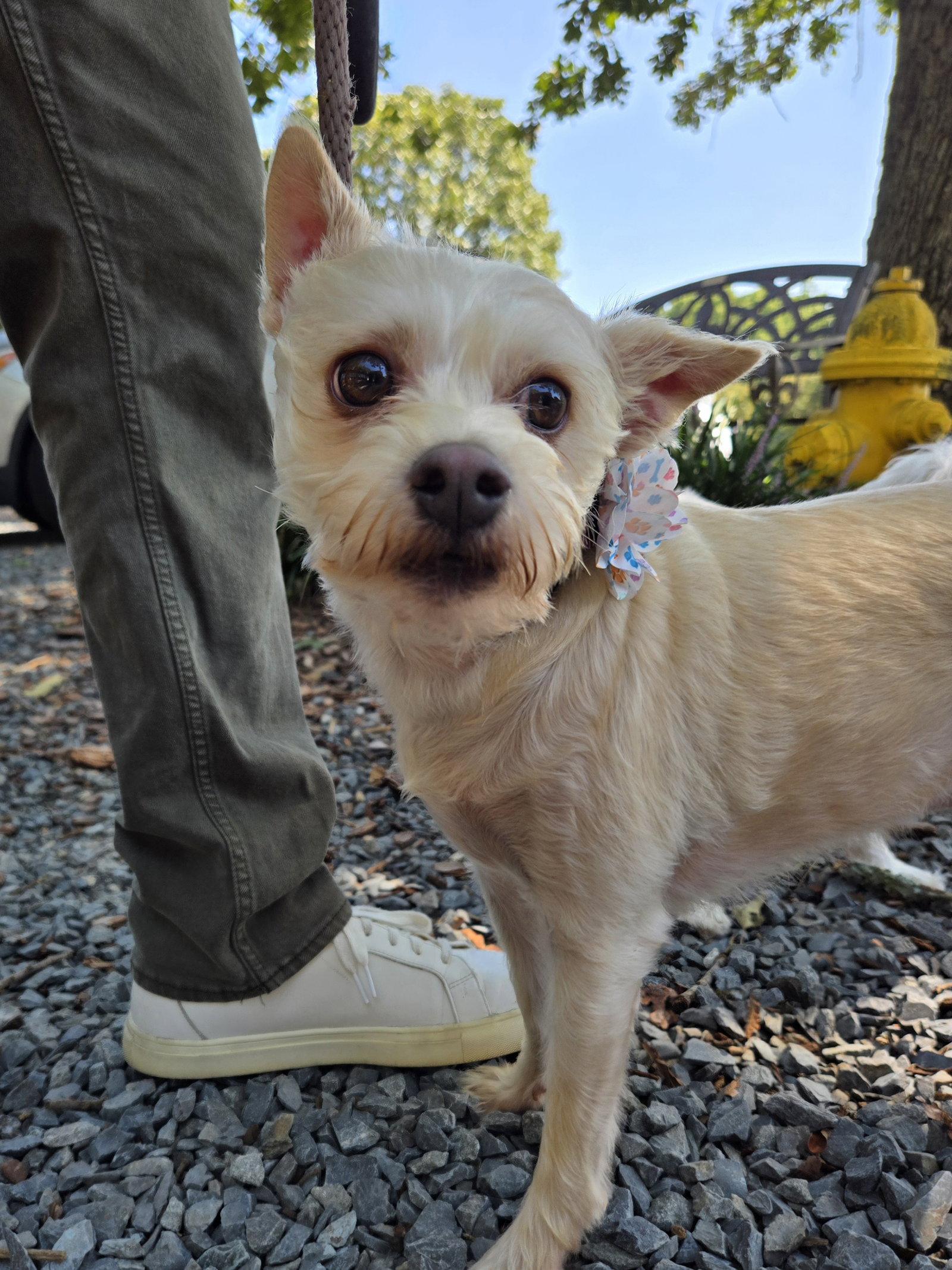 Enlarge CoCo, a Adoptable mixed breed in Albemarle, NC image 2/3