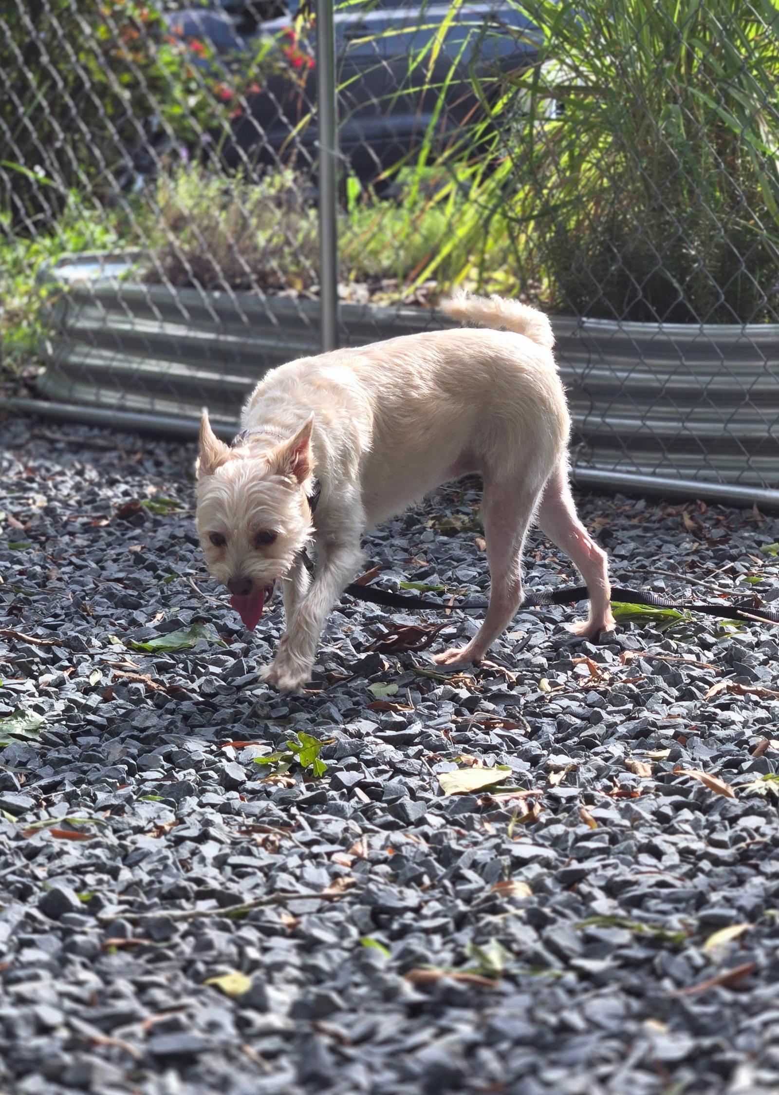 Enlarge CoCo, a Adoptable mixed breed in Albemarle, NC image 3/3