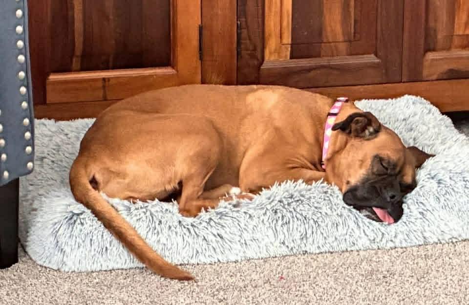 Adrian *In a Foster-to-Adopt Home *, Adoptable, Adult Female Boxer.