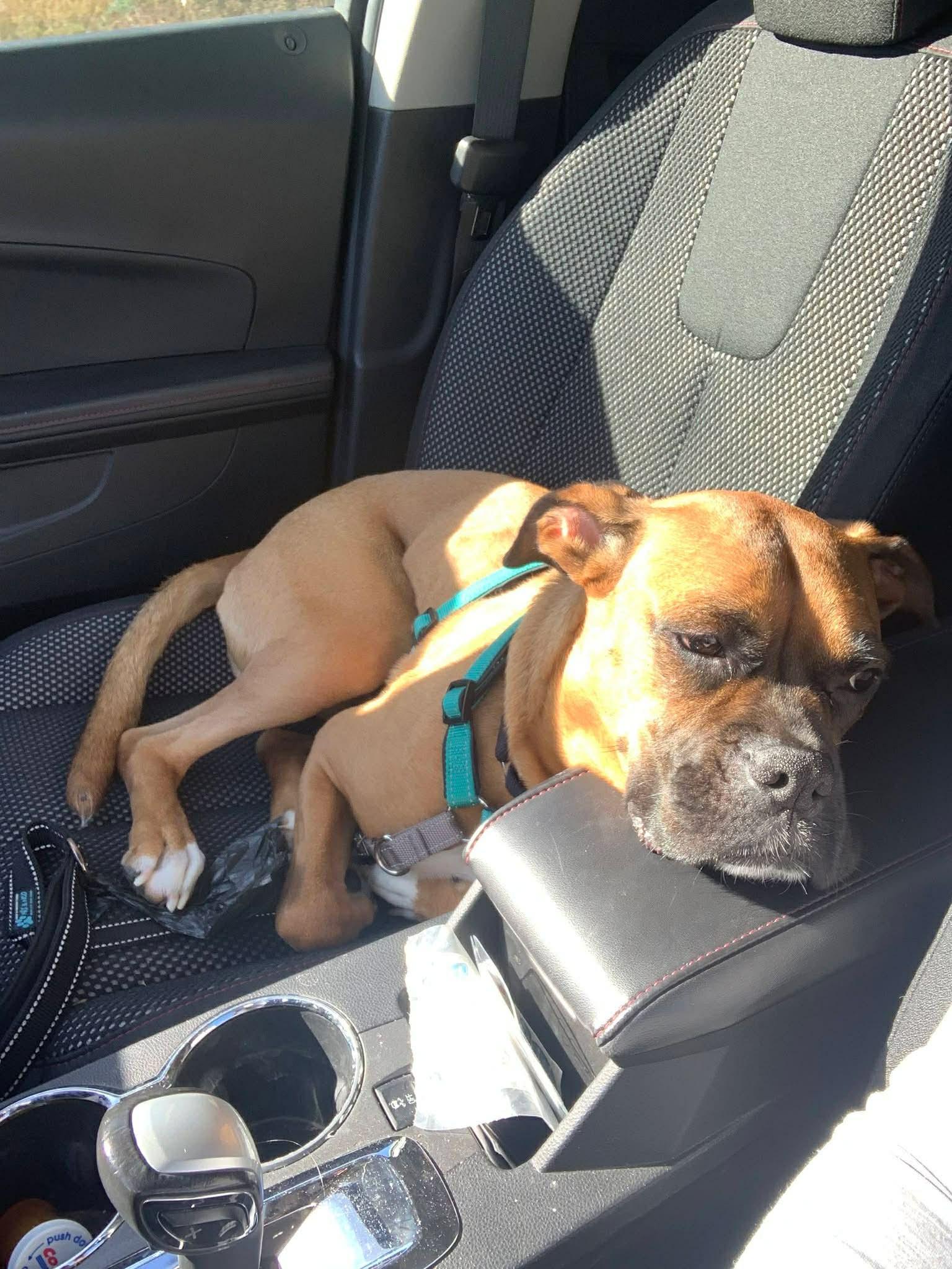 Enlarge Adrian *In a Foster-to-Adopt Home *, a Adoptable Boxer in Woodbury, MN image 2/3