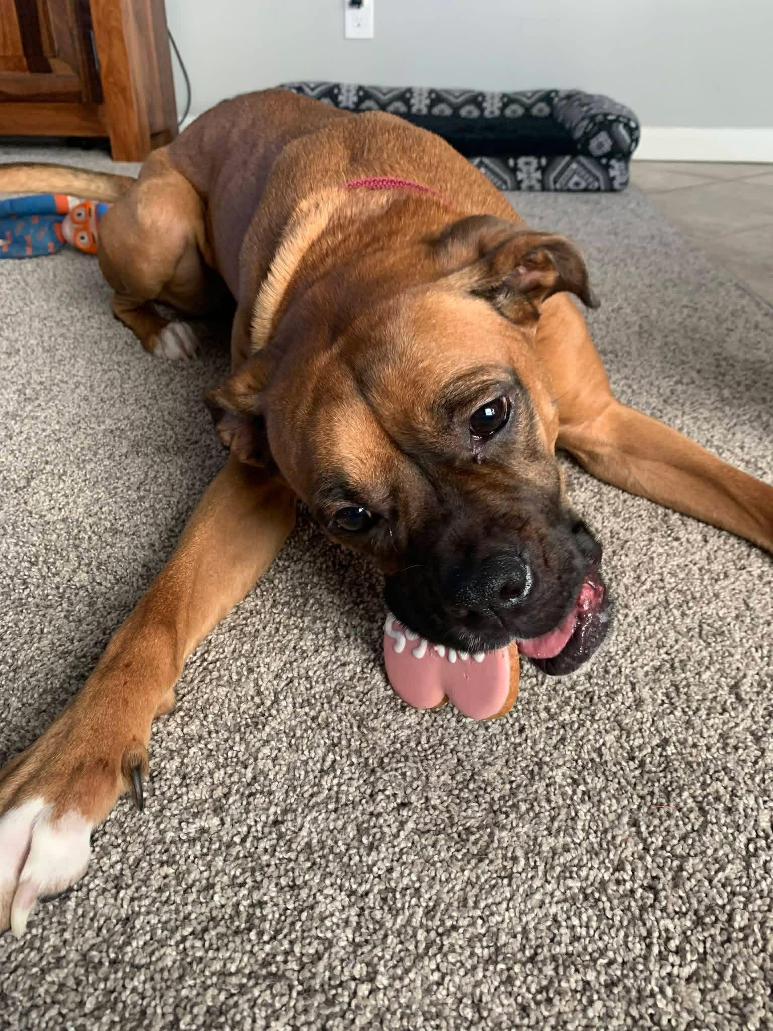 Enlarge Adrian *In a Foster-to-Adopt Home *, a Adoptable Boxer in Woodbury, MN image 3/3