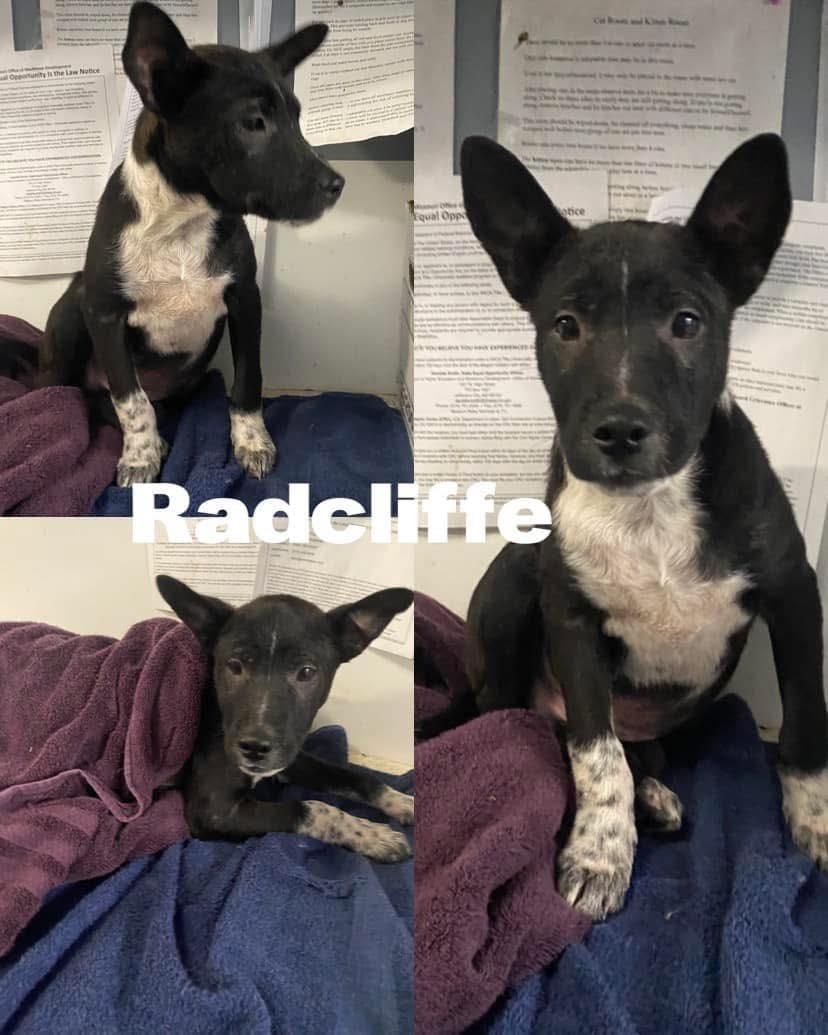 Ratcliffe