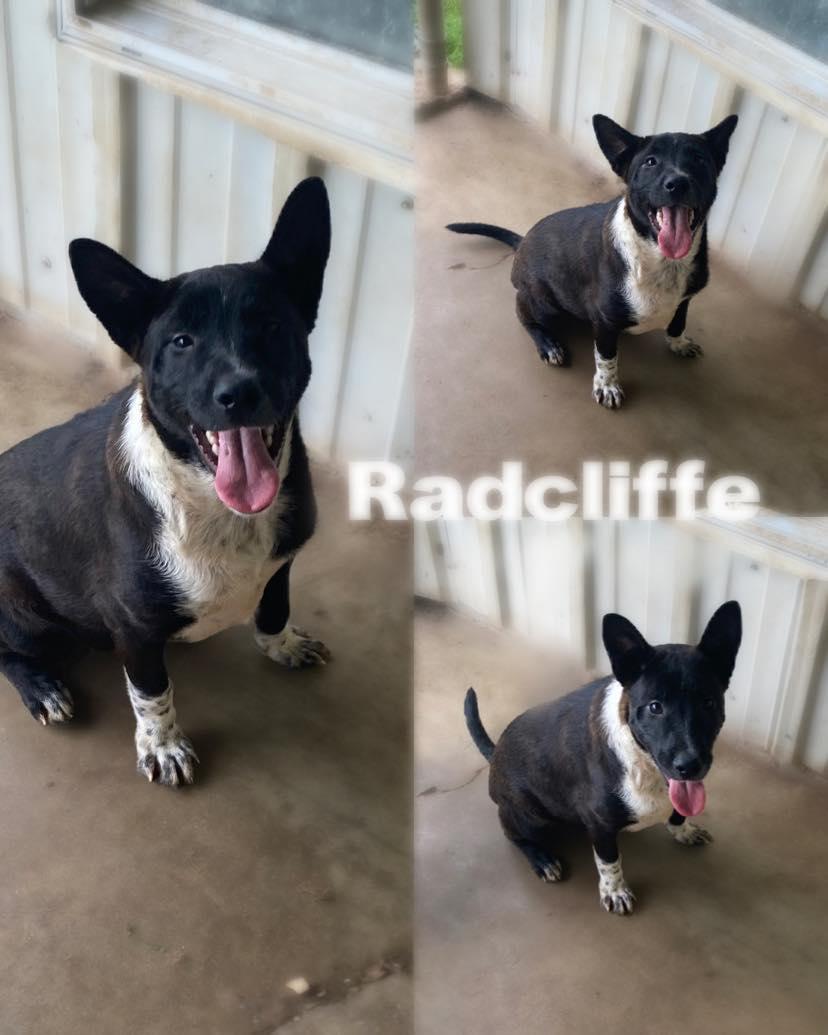 Ratcliffe