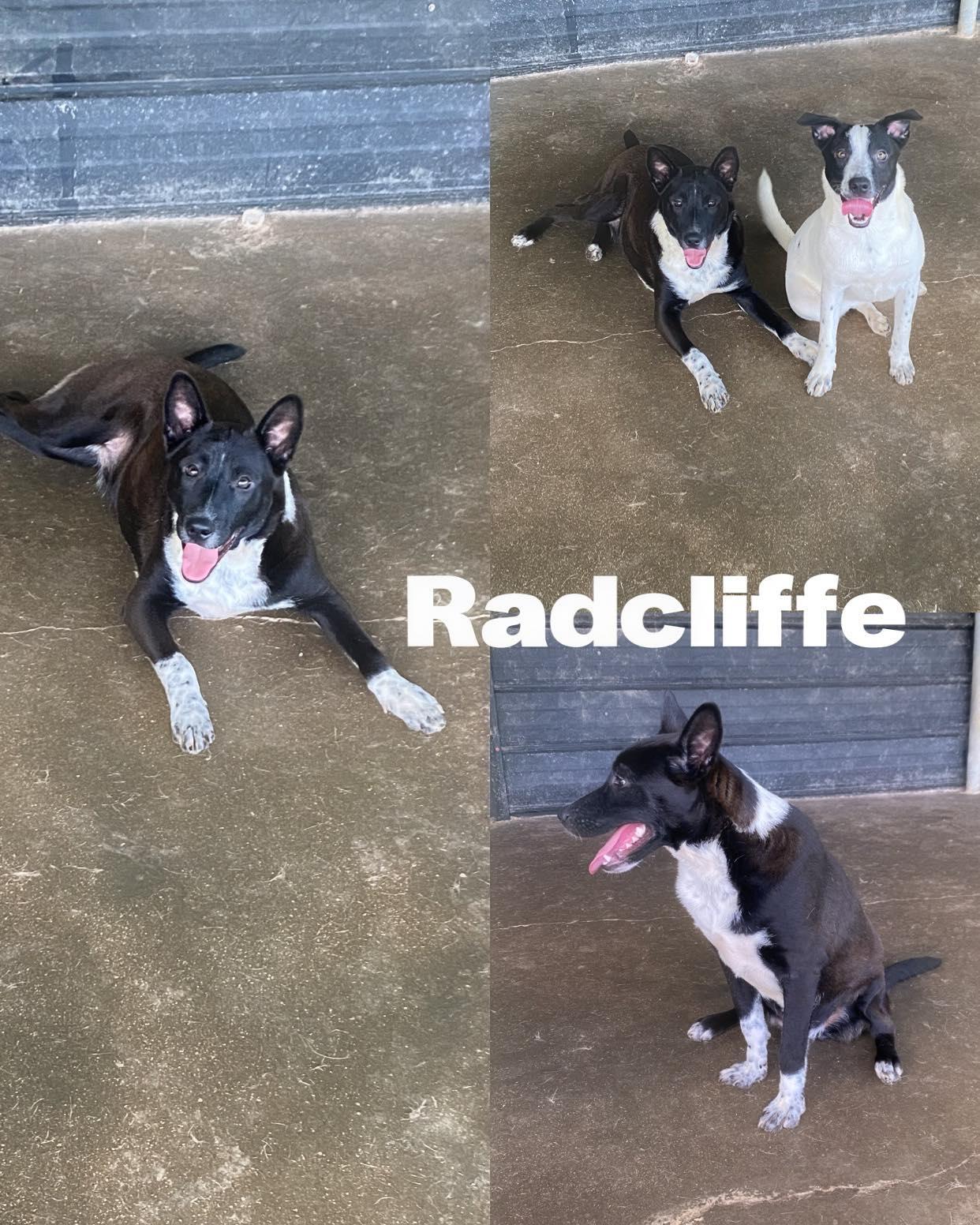 Ratcliffe