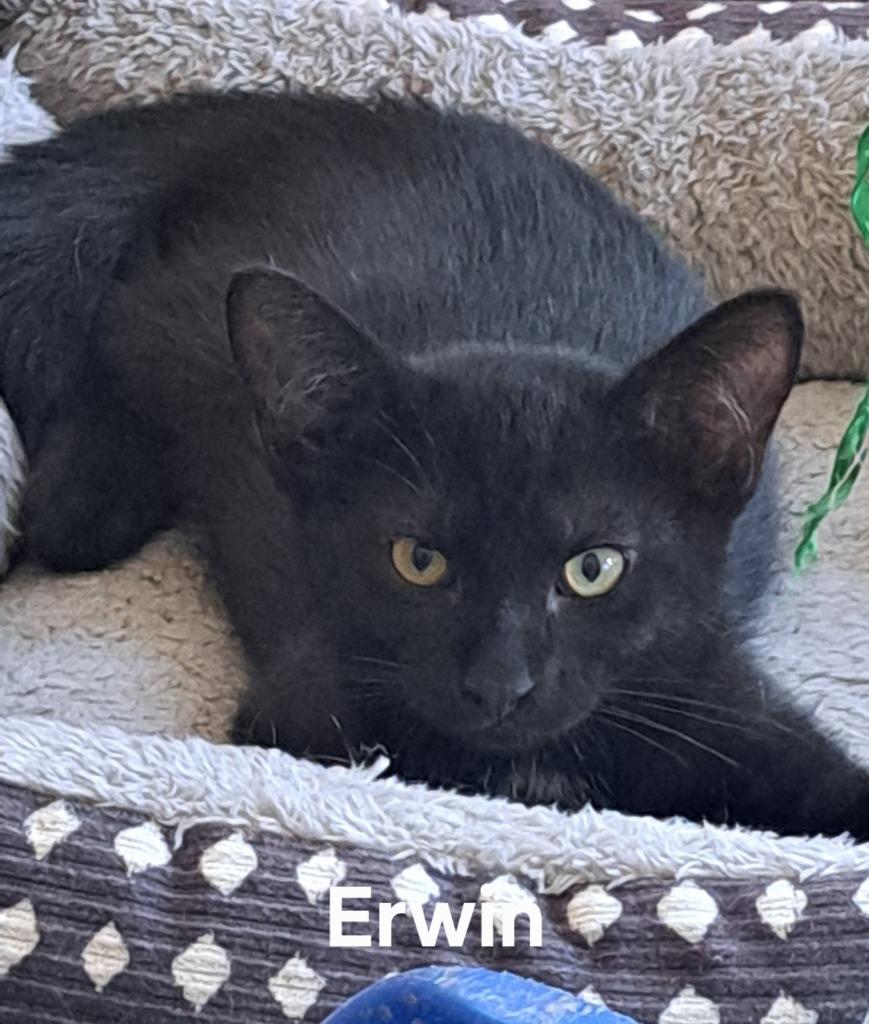 Erwin, Adoptable, Young Male Domestic Short Hair.