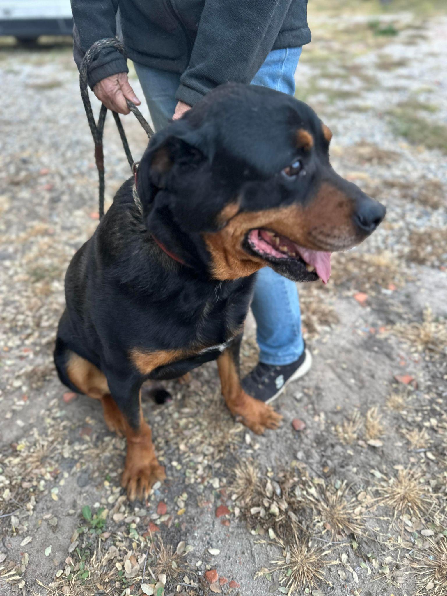 Morgan, Adoptable, Adult Male Rottweiler.
