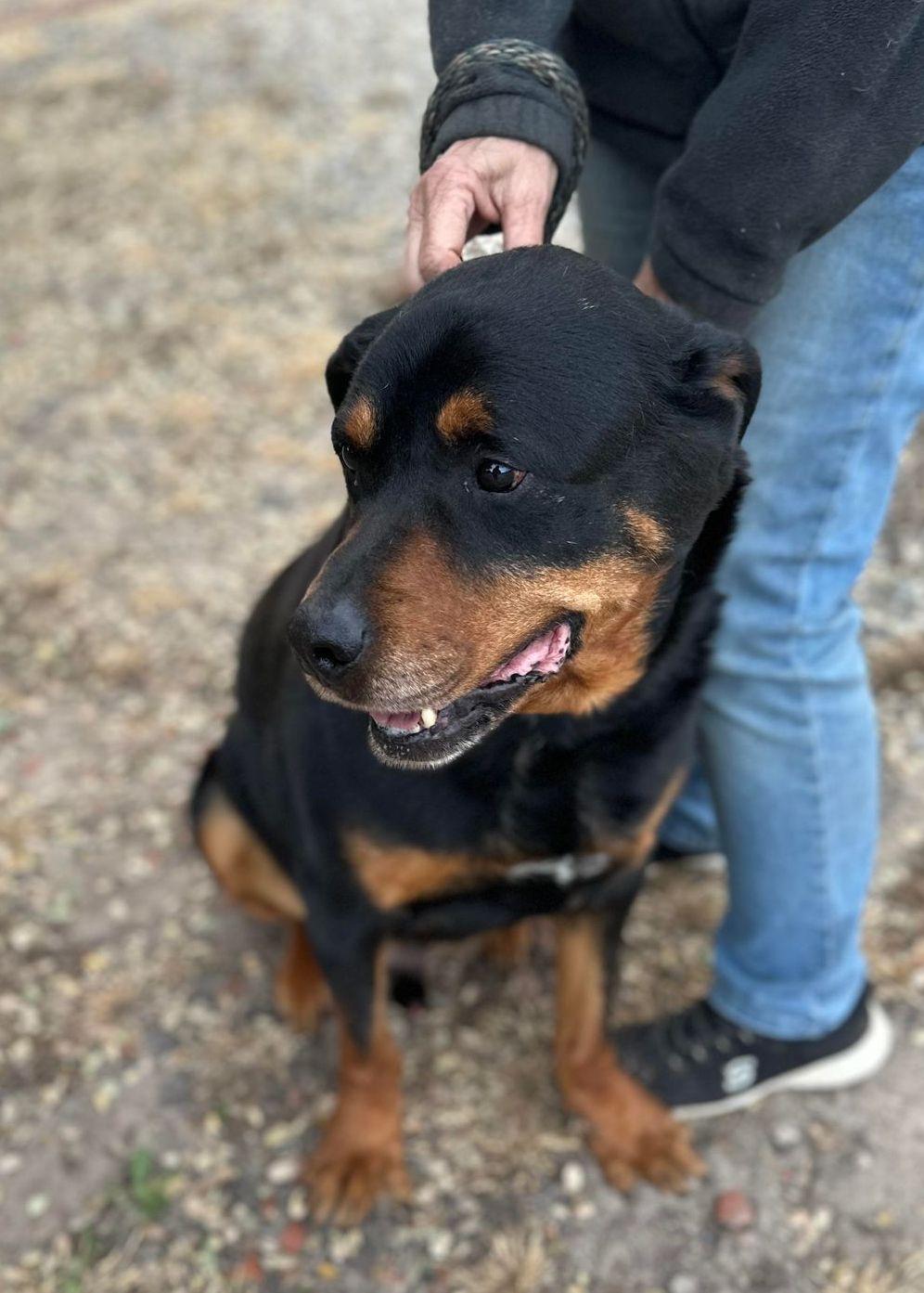 Morgan, a Adoptable Rottweiler in Ventura, CA image 2/6