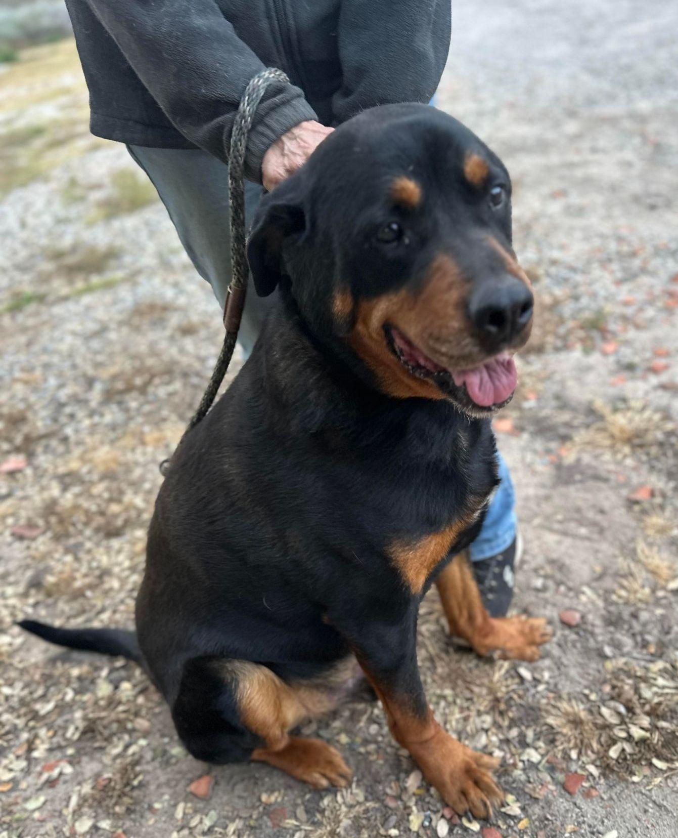 Morgan, a Adoptable Rottweiler in Ventura, CA image 3/6