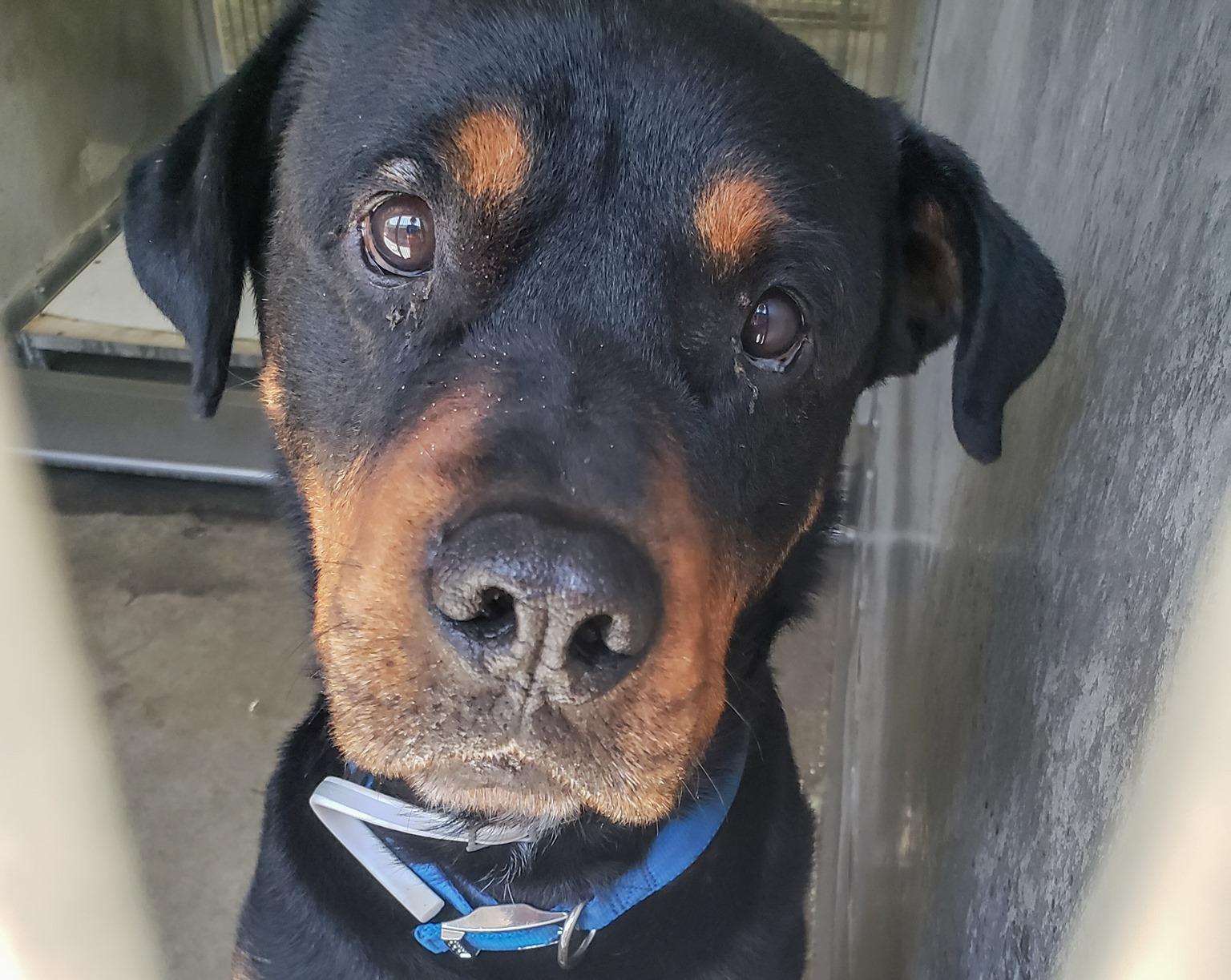 Morgan, a Adoptable Rottweiler in Ventura, CA image 4/6