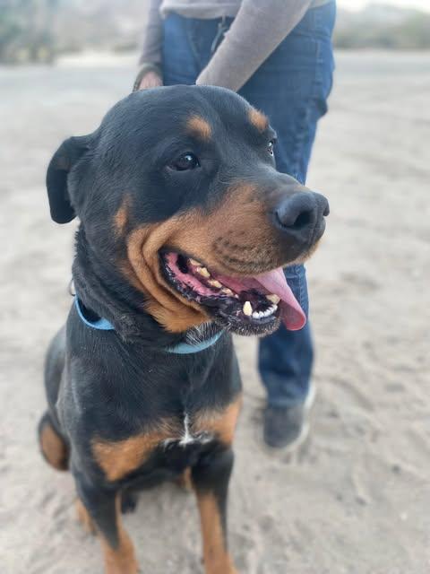 Morgan, a Adoptable Rottweiler in Ventura, CA image 5/6