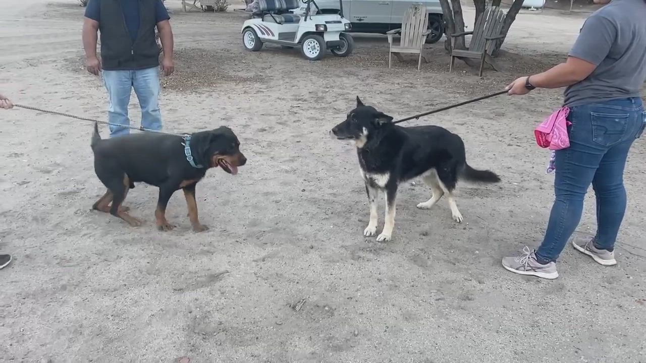 Enlarge Morgan, a Adoptable Rottweiler in Ventura, CA video 6/6