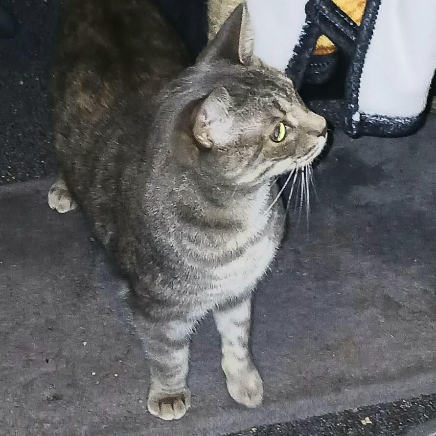 Enlarge PEACHES, a Adoptable Domestic Short Hair in Tillsonburg, ON image 2/2