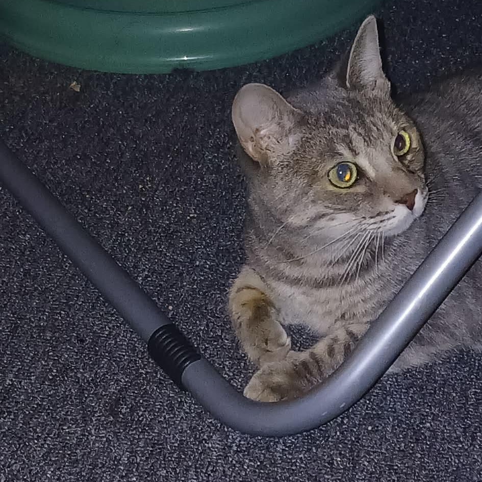 Enlarge PEACHES, a Adoptable Domestic Short Hair in Tillsonburg, ON image 1/2