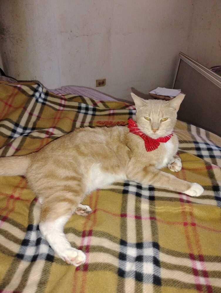 Enlarge Chupi, a Adoptable Domestic Short Hair in Naranjito, PR image 1/2
